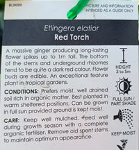 Etlingera elatior (Red Torch Ginger)