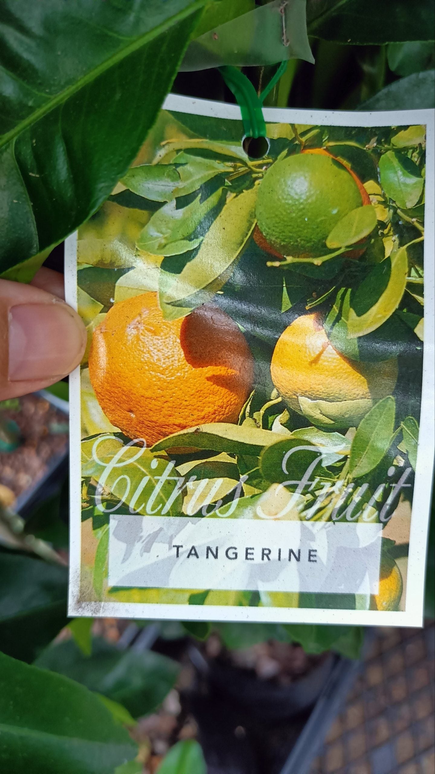 Tangerine (QLD Only)