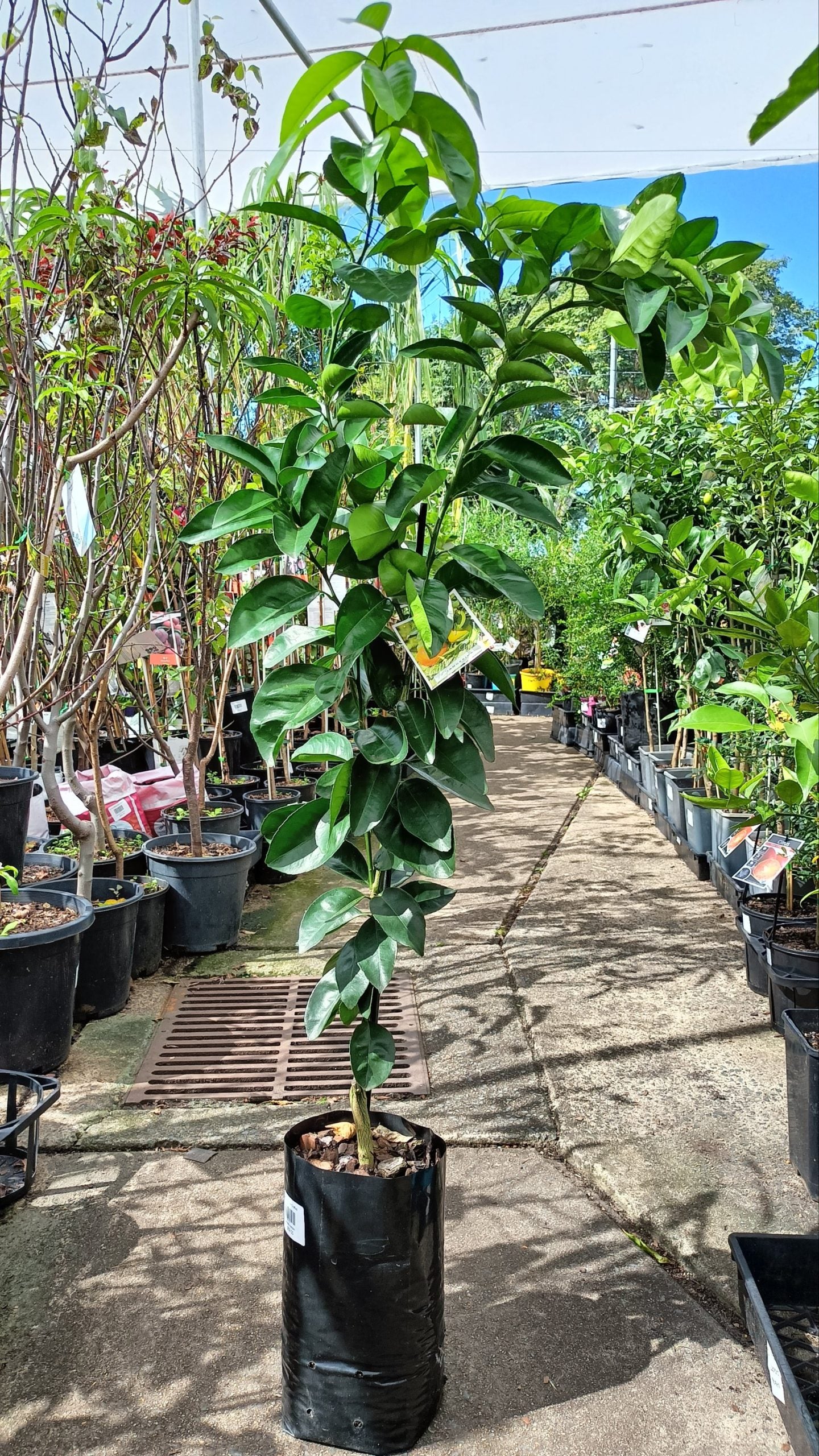 Tangerine (QLD Only)