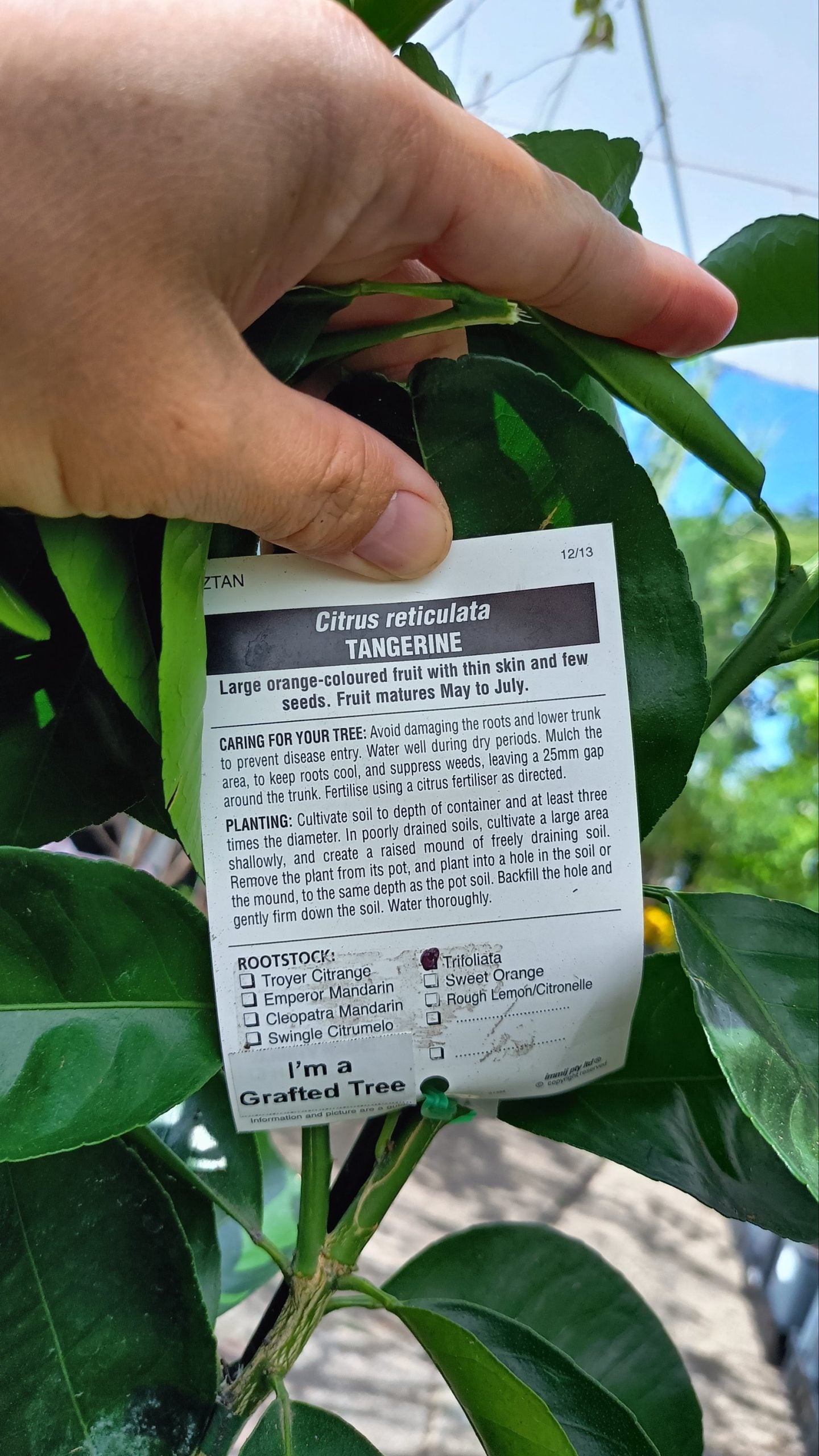 Tangerine (QLD Only)