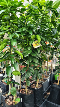 Tangerine (QLD Only) - Ladybird Nursery