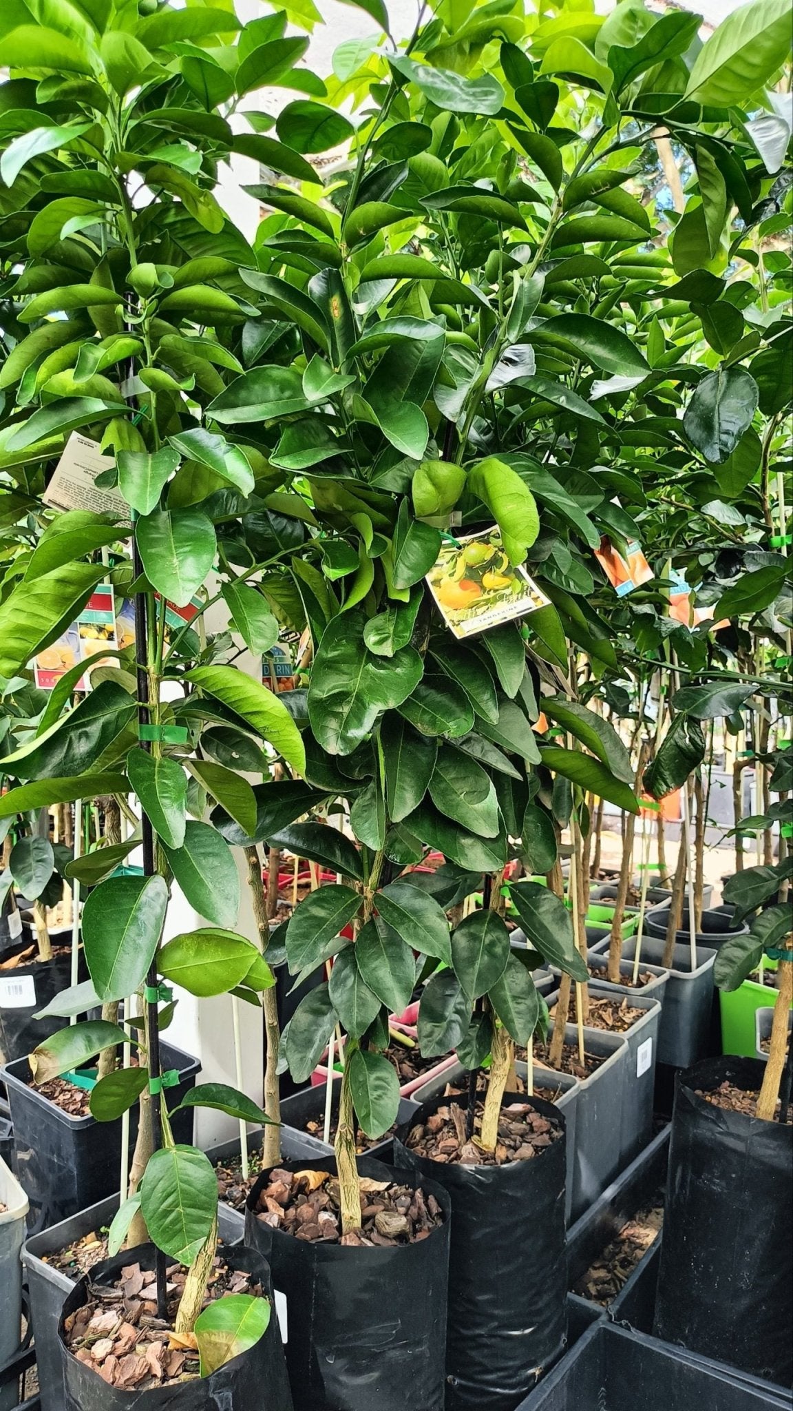 Tangerine (QLD Only) - Ladybird Nursery