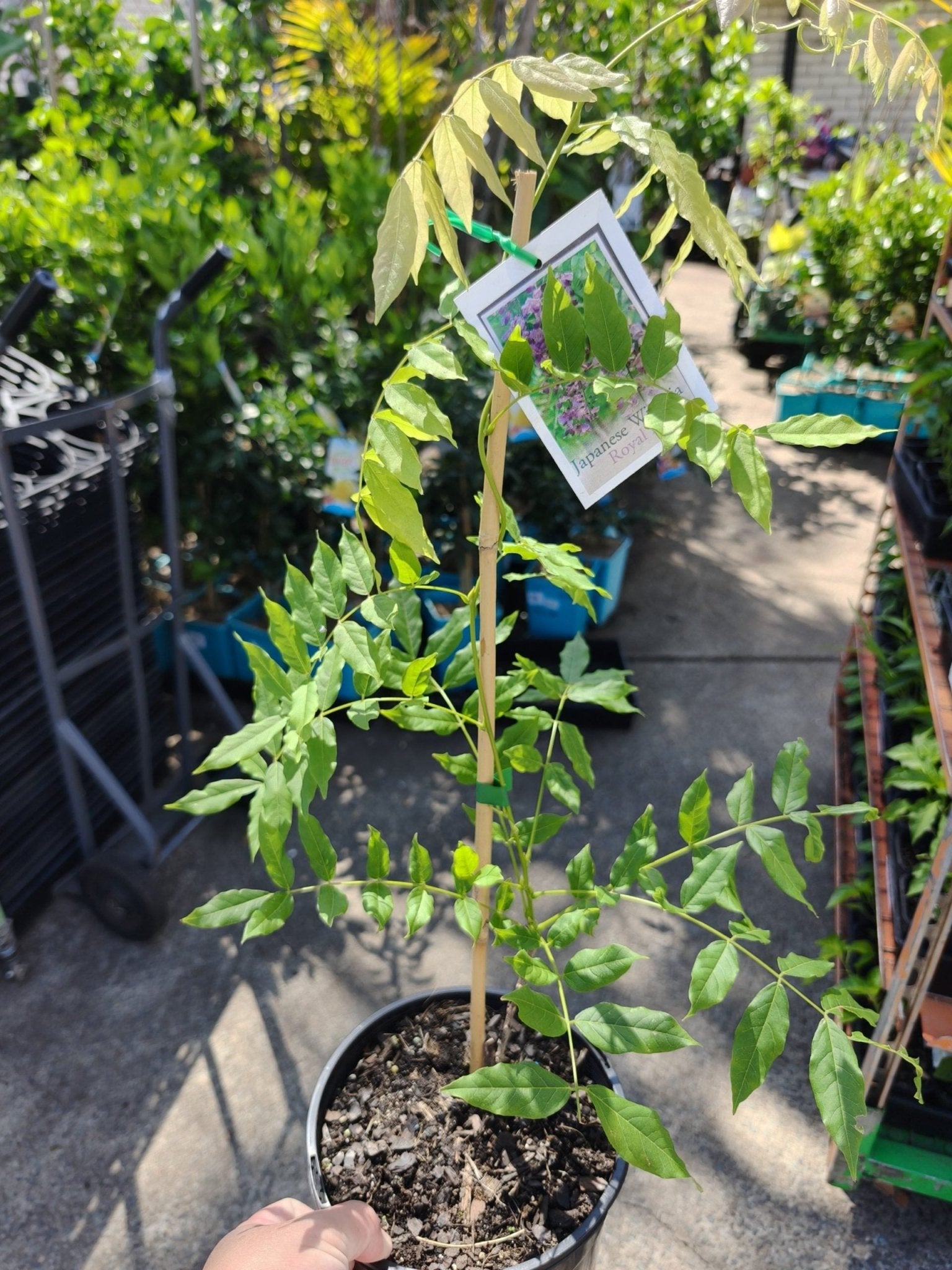 Japanese Wisteria Royal Purple (Wisteria floribunda) - Ladybird Nursery