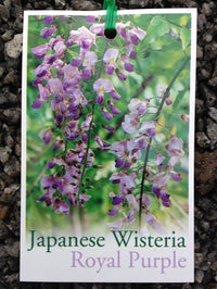 Japanese Wisteria Royal Purple (Wisteria floribunda)