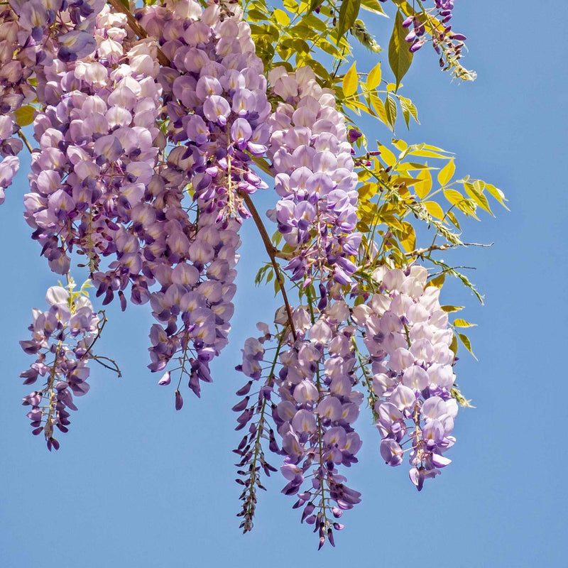 Japanese Wisteria Royal Purple (Wisteria floribunda)