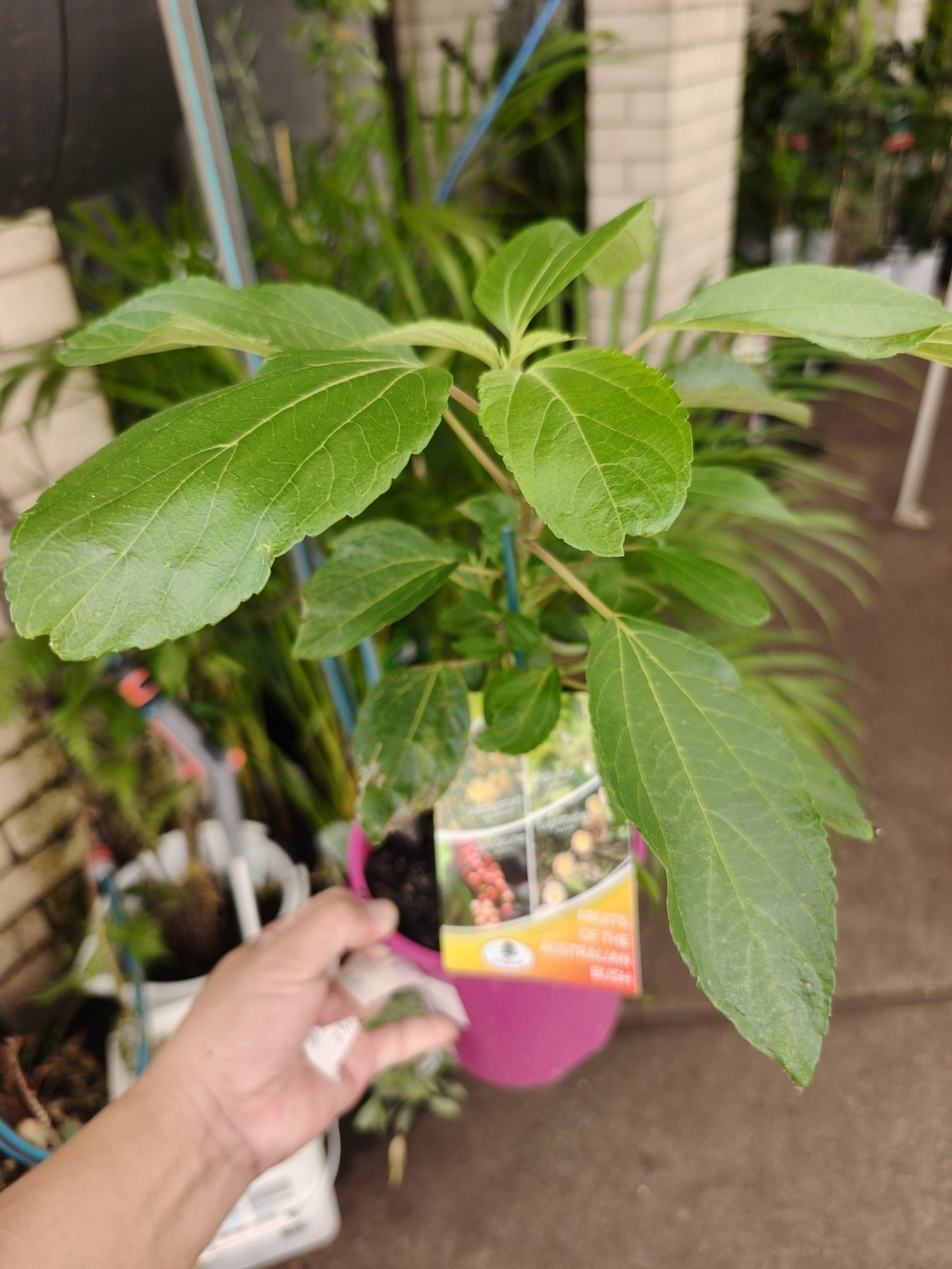 Native Mulberry (Pipturus argenteus)