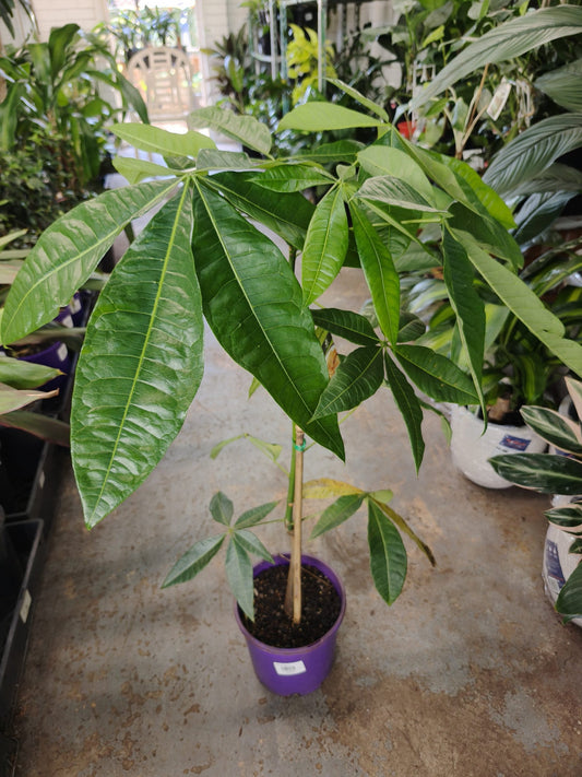 Money Tree (Pachira aquatica)
