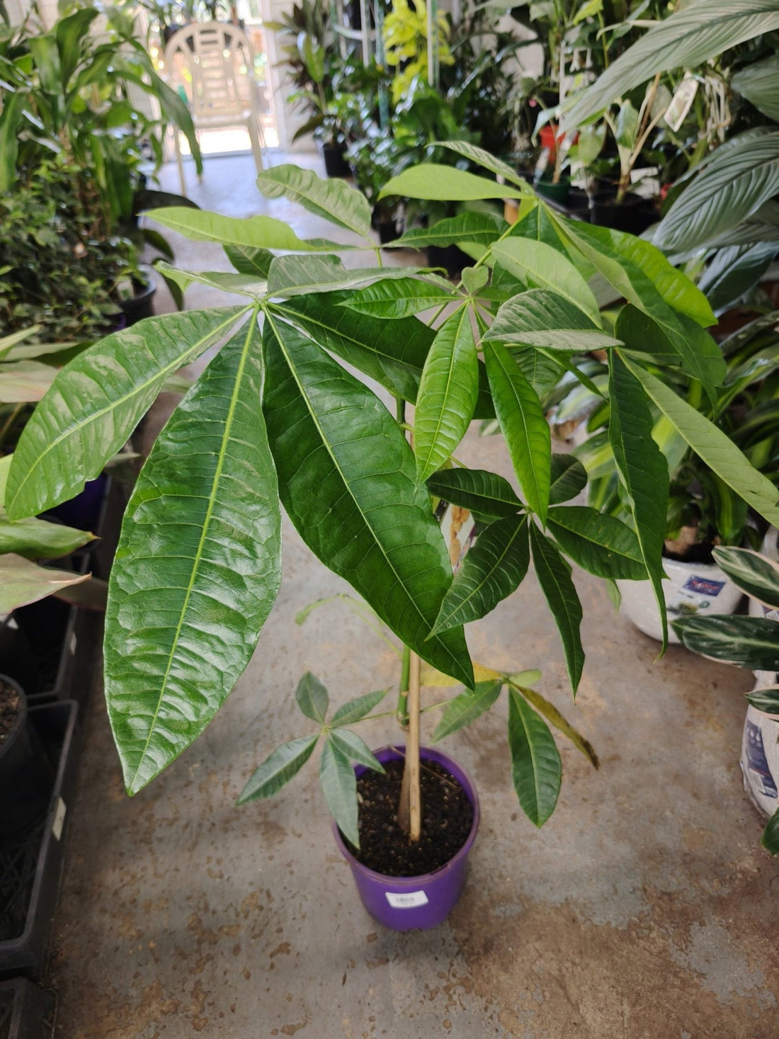 Money Tree (Pachira aquatica) (PICKUP ONLY) - Ladybird Nursery