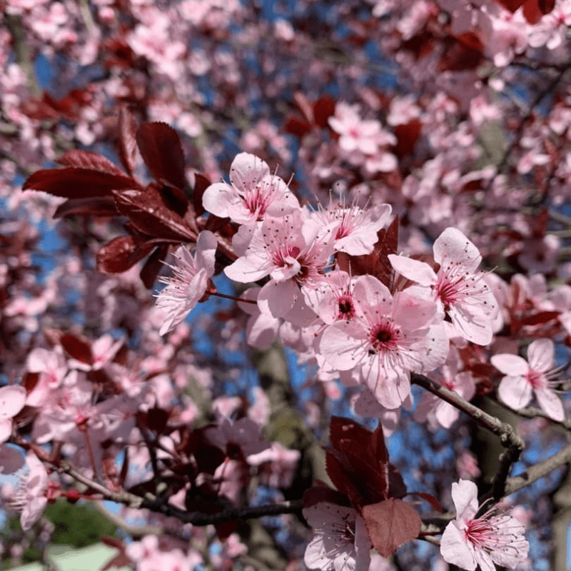 Flowering Plum (Prunus cerasifera Nigra) - Ladybird Nursery