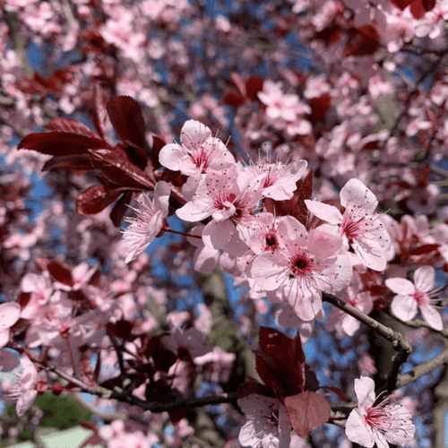 Flowering Plum (Prunus cerasifera Nigra) - Ladybird Nursery