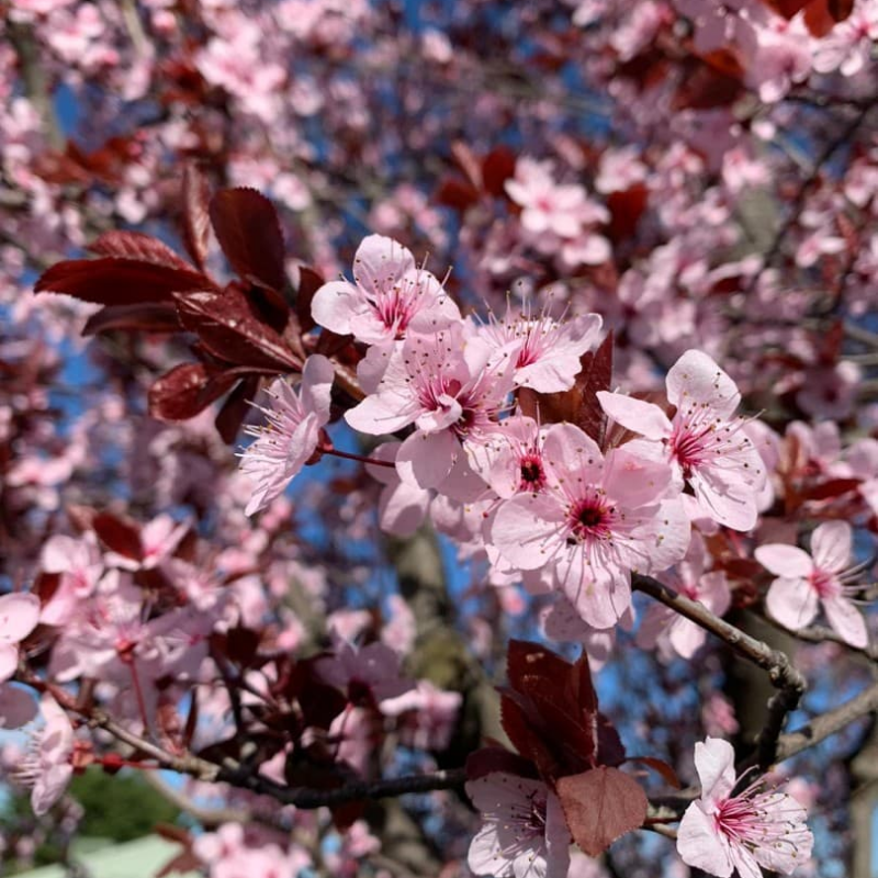 Prunus nigra