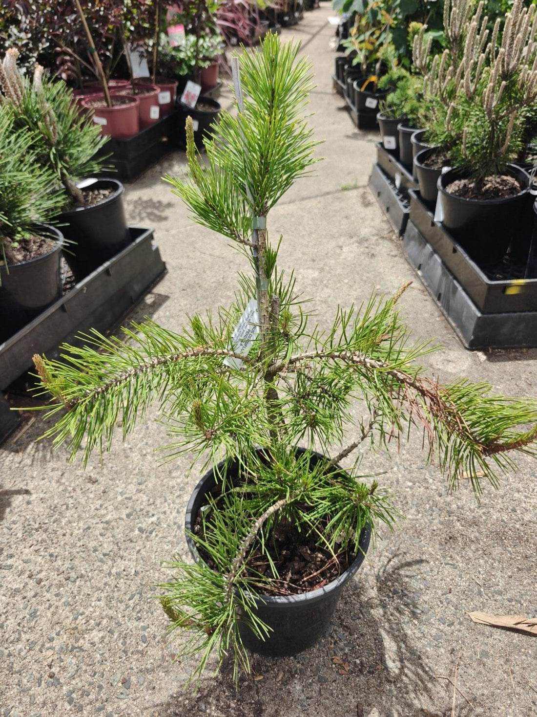 Weeping Red Pine (Pinus densiflora pendula) - Ladybird Nursery