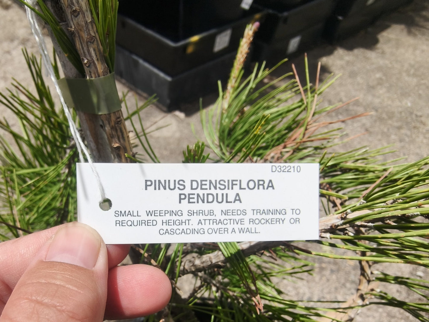 Weeping Red Pine pendula (Pinus densiflora)