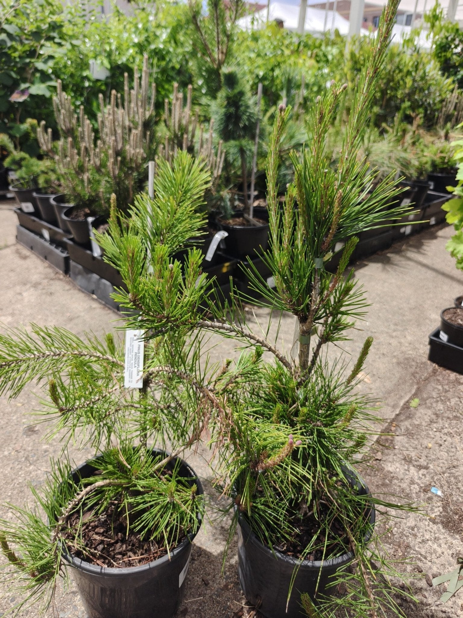 Weeping Red Pine (Pinus densiflora pendula) - Ladybird Nursery