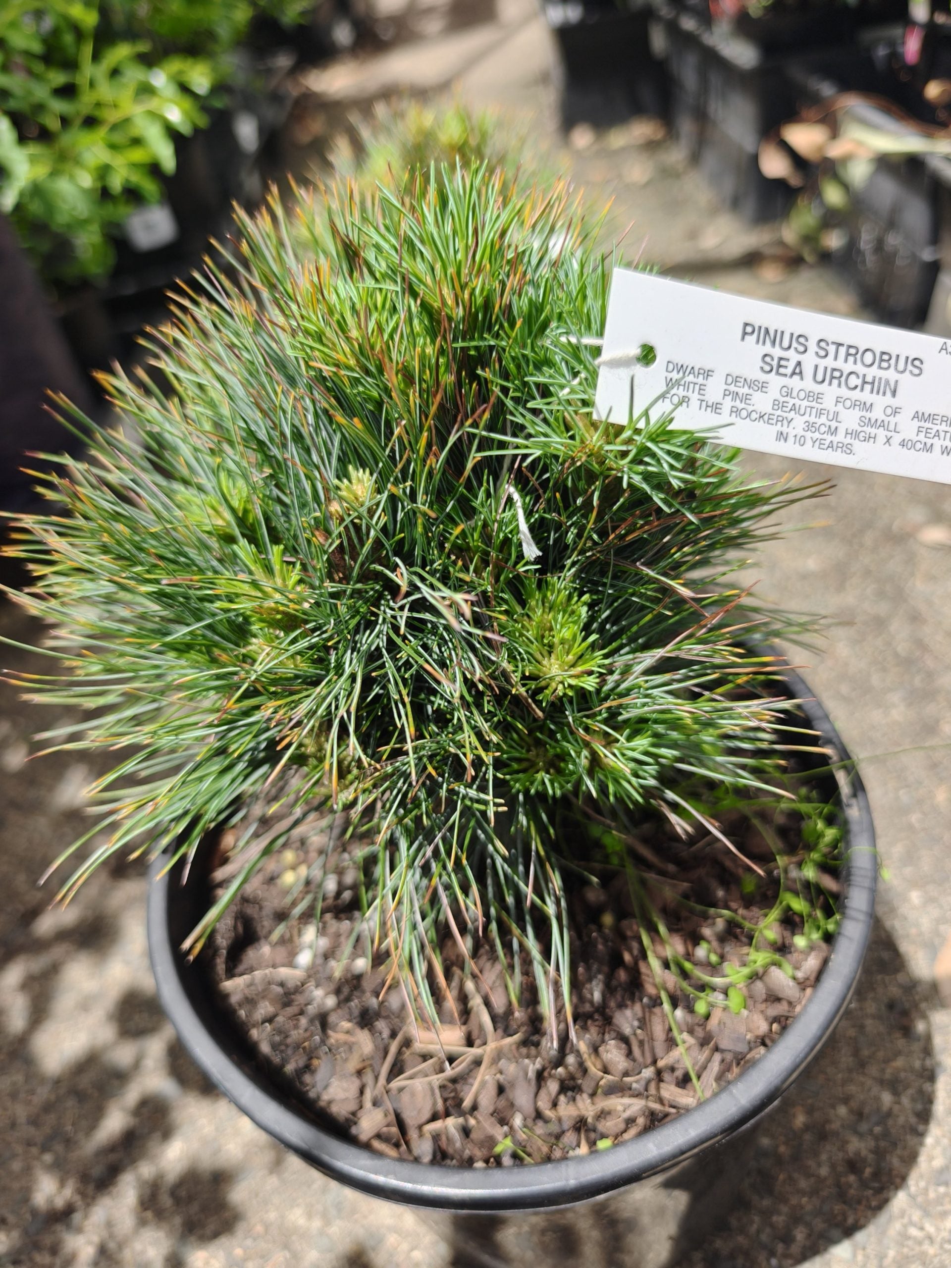 Eastern White Pine ‘Sea Urchin’ (Pinus strobus)