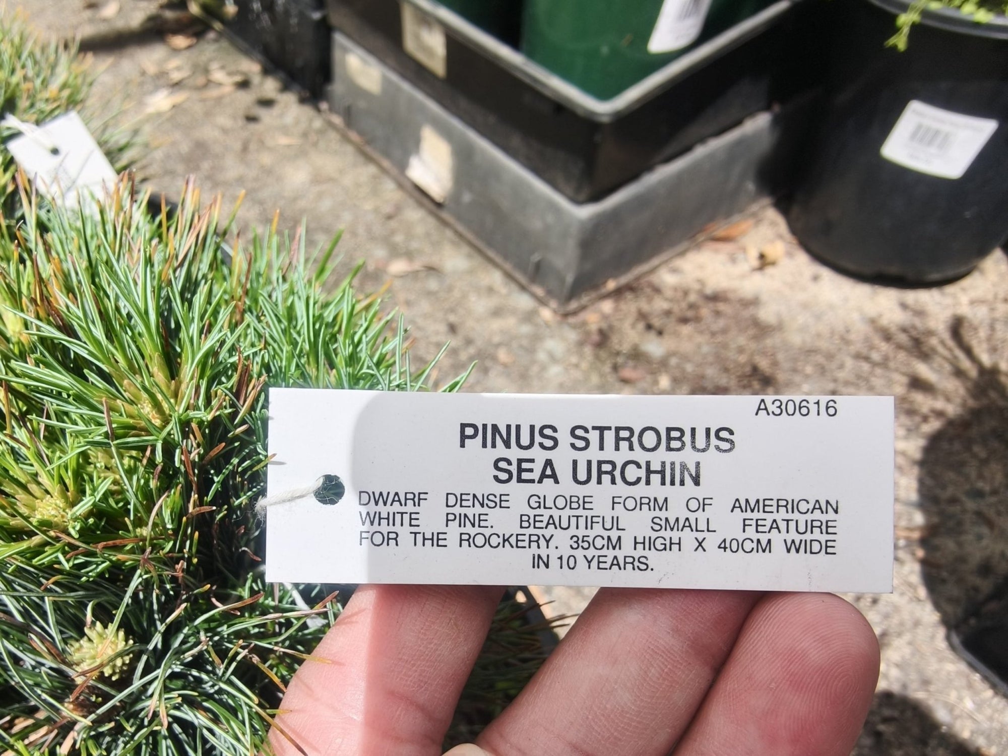 Eastern White Pine ‘Sea Urchin’ (Pinus strobus) - Ladybird Nursery