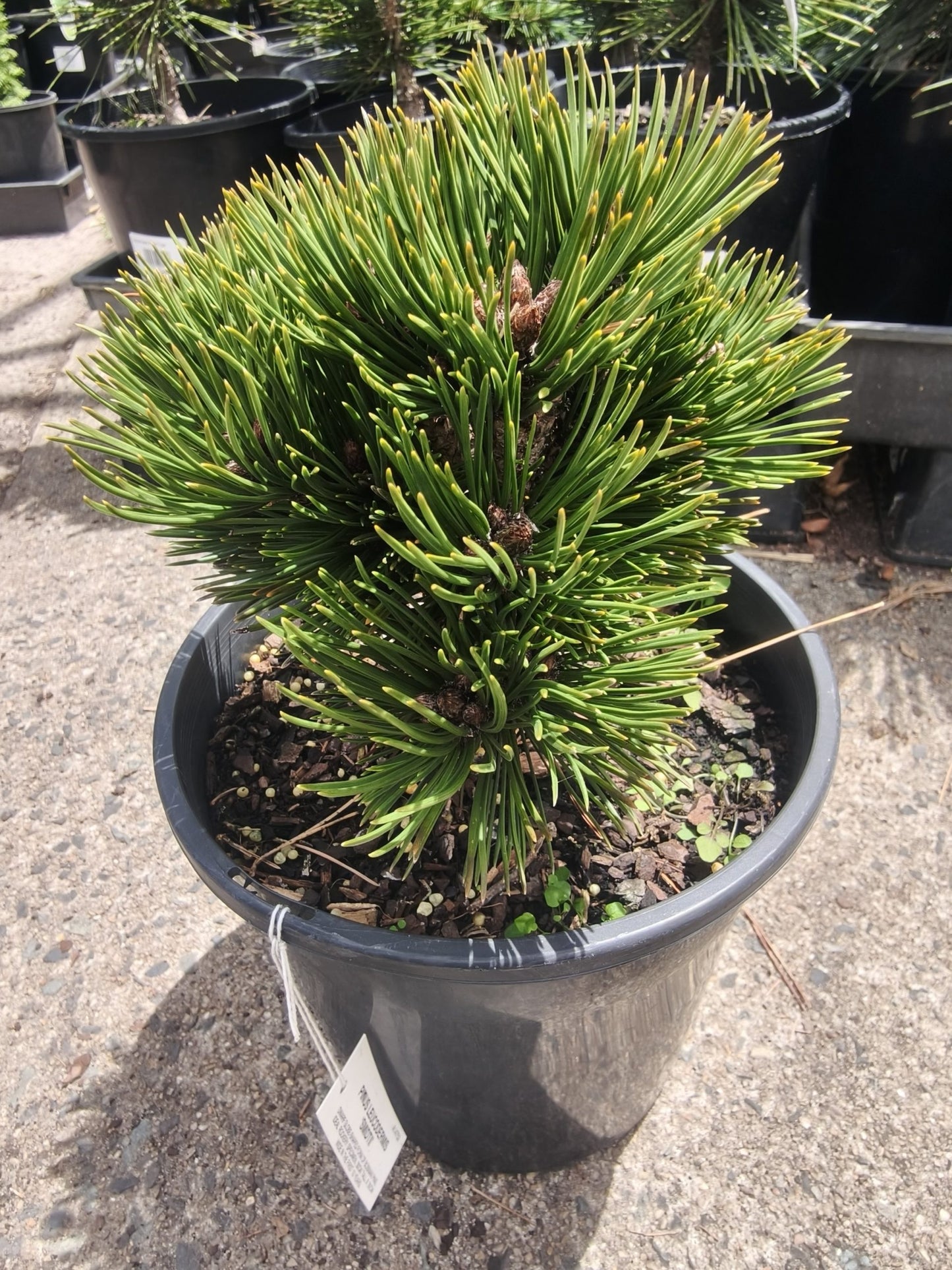 Bosnian Pine Smidtii (Pinus leucodermis)