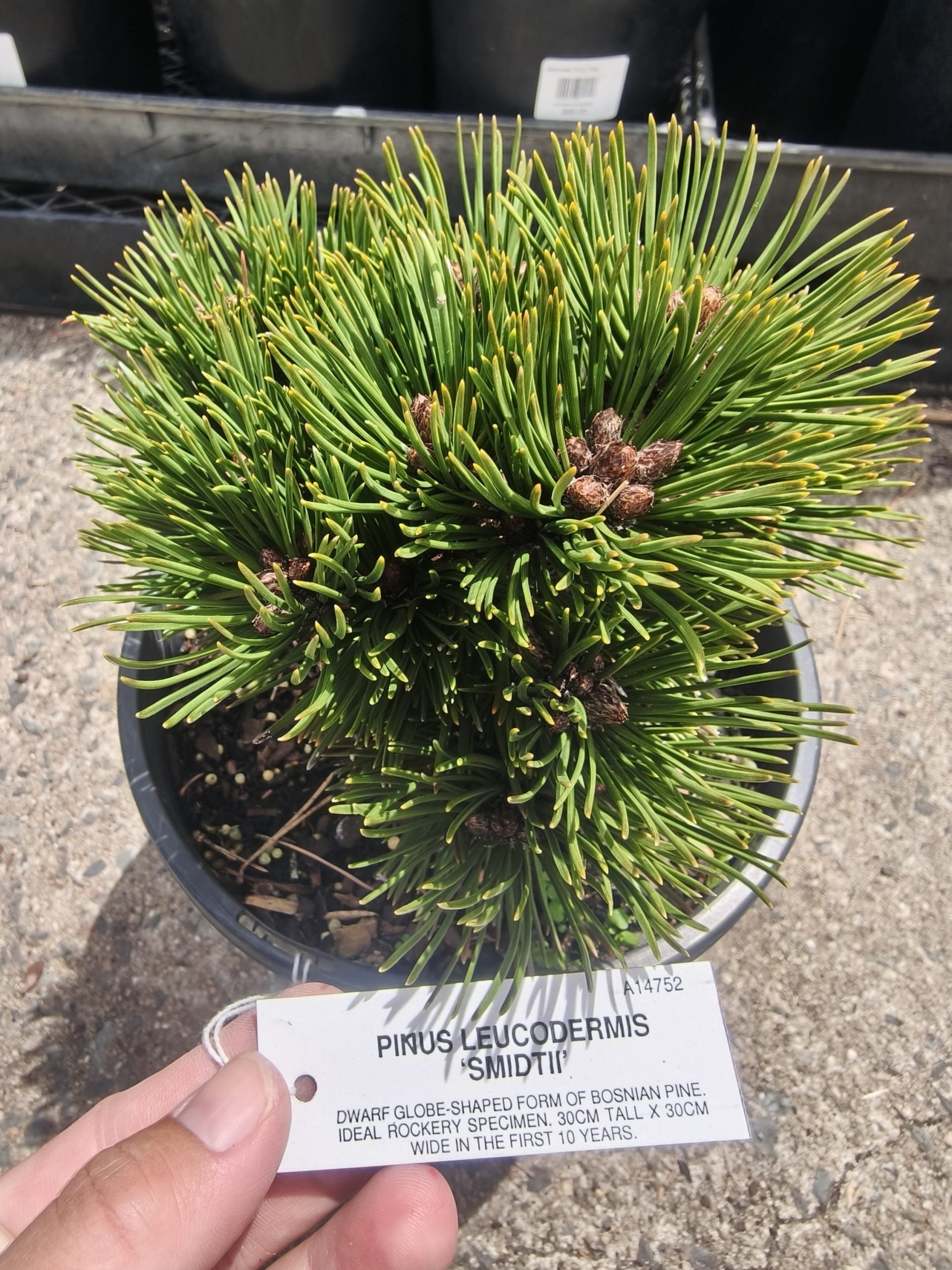 Bosnian Pine Smidtii (Pinus leucodermis)