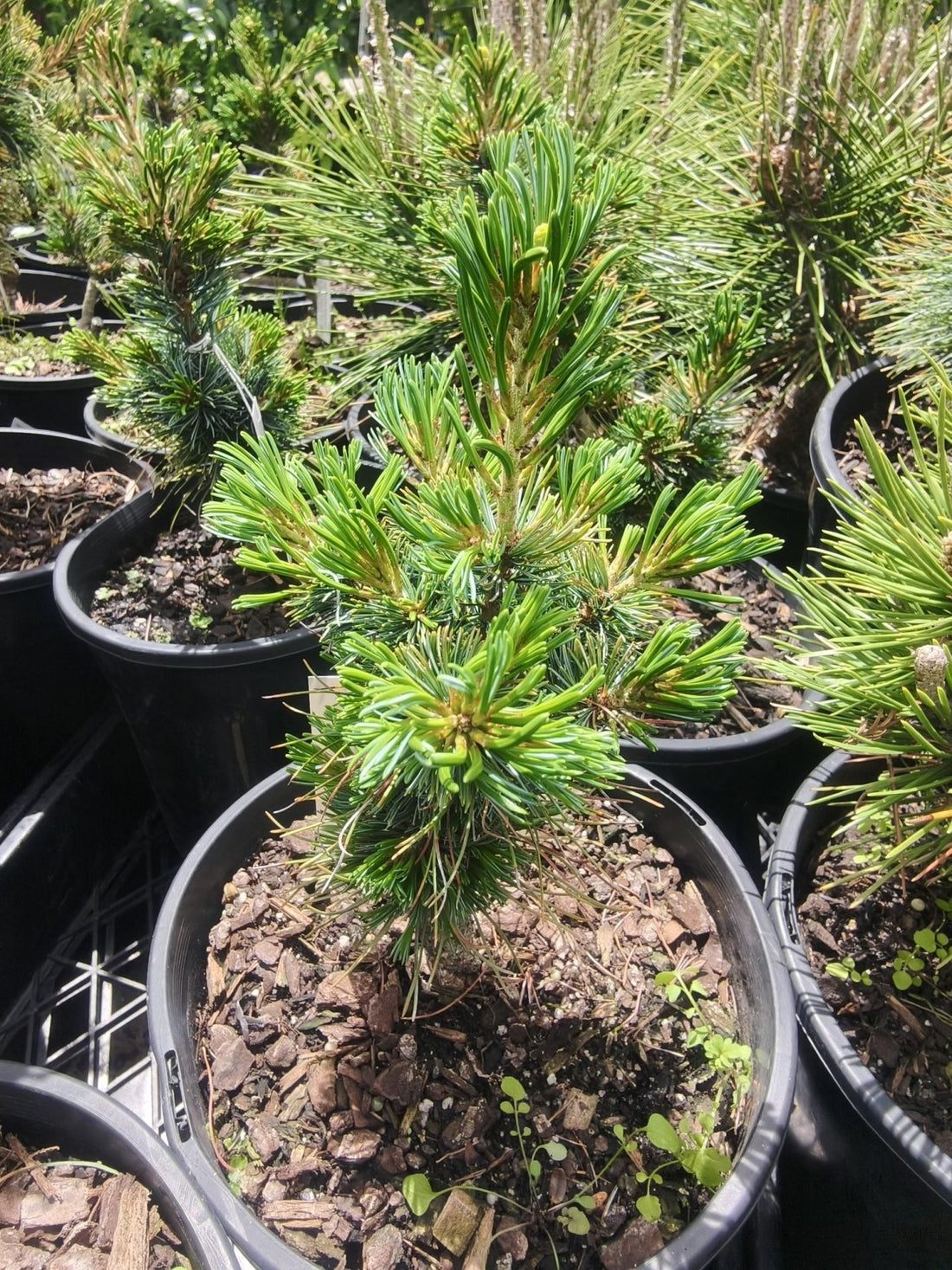 Japanese White Pine ‘Fuku zu mi’ (Pinus parviflora) - Ladybird Nursery