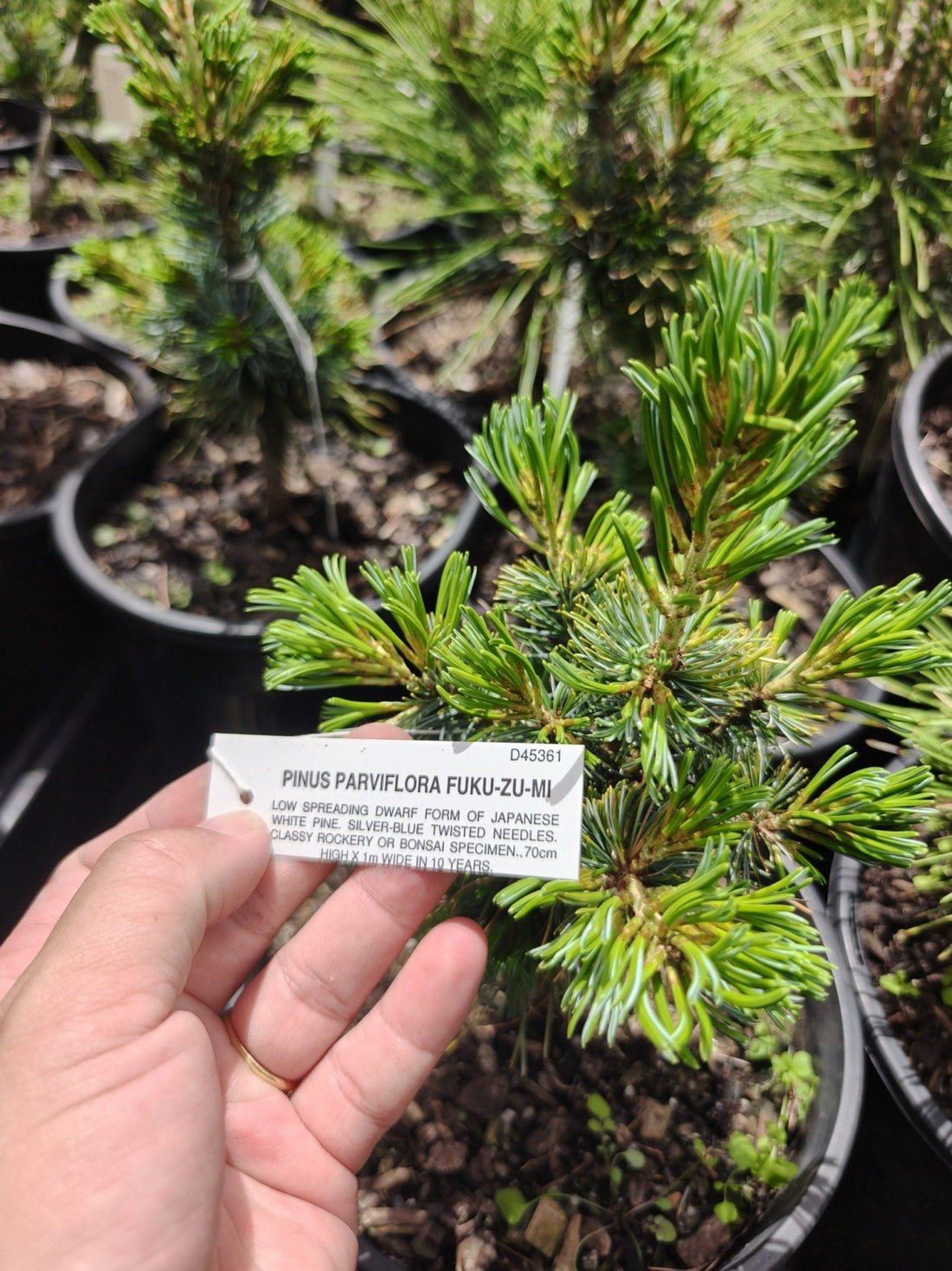 Japanese White Pine ‘Fuku zu mi’ (Pinus parviflora) - Ladybird Nursery