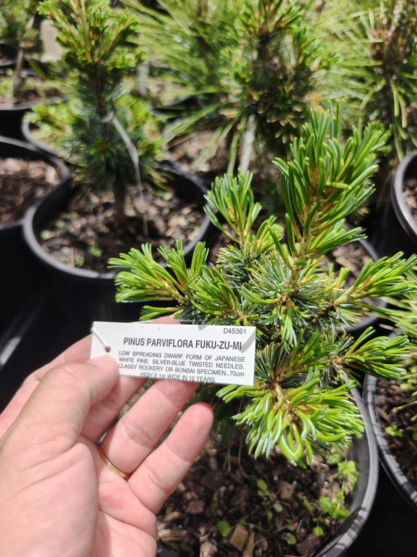 Japanese White Pine ‘Fuku zu mi’ (Pinus parviflora)