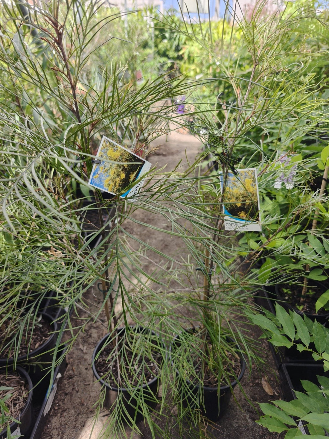 Grevillea Yamba Sunshine - Ladybird Nursery