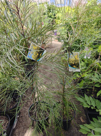 Grevillea Yamba Sunshine - Ladybird Nursery