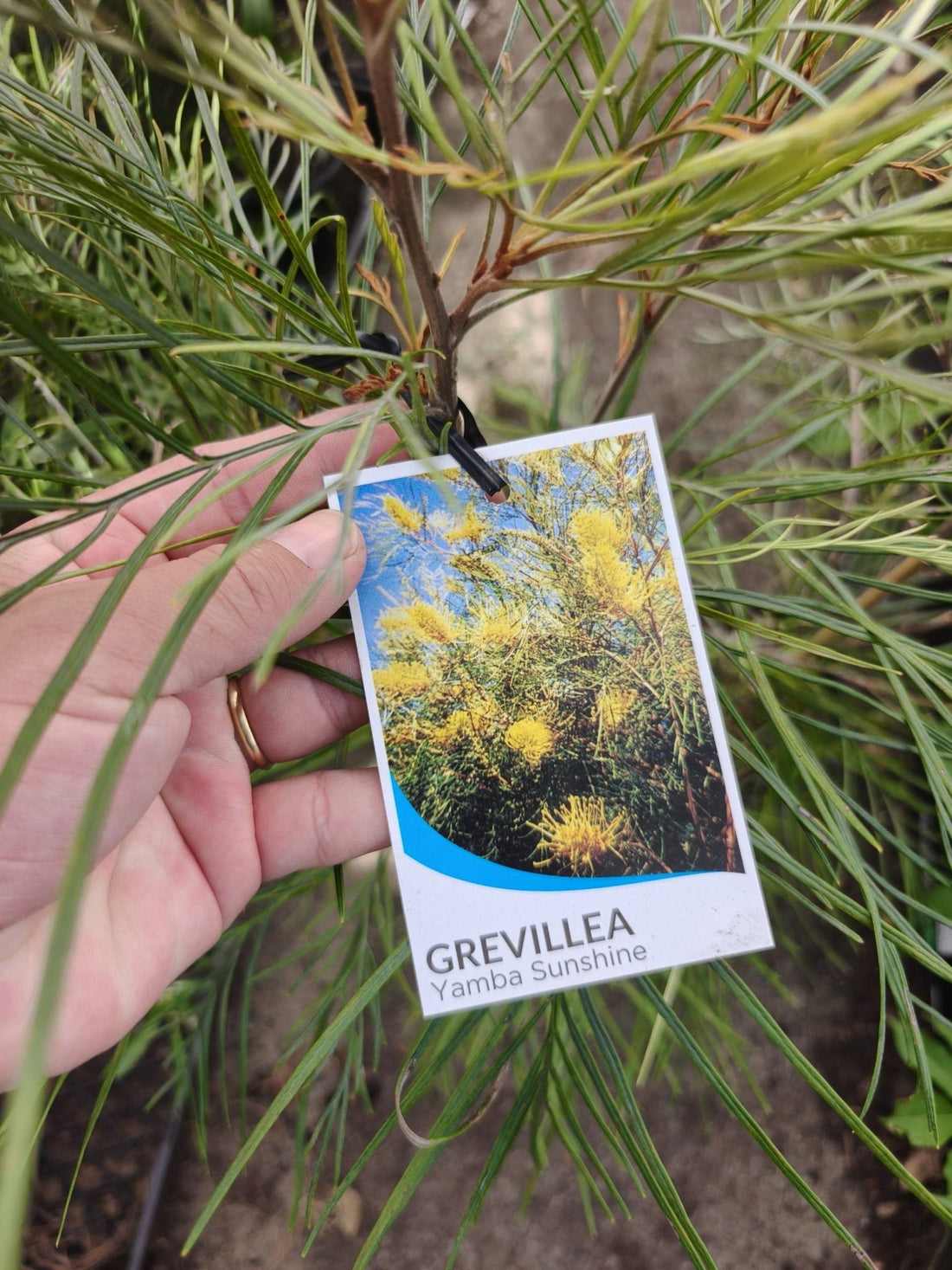 Grevillea Yamba Sunshine - Ladybird Nursery