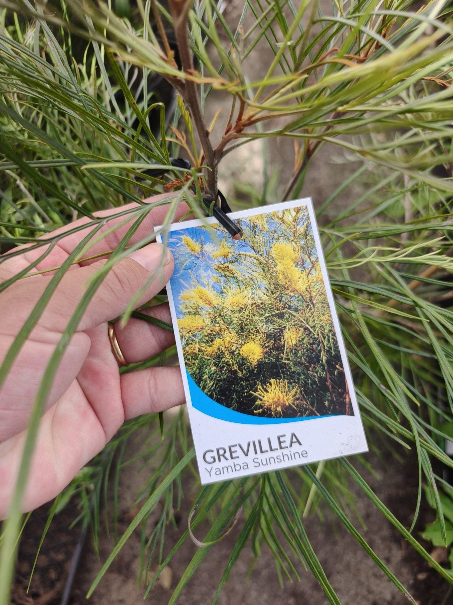 Grevillea Yamba Sunshine - Ladybird Nursery