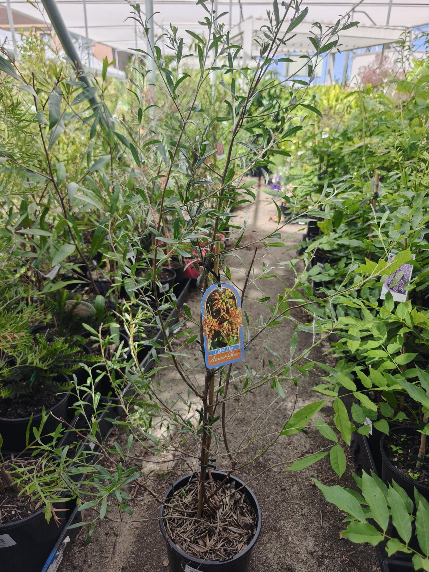 Grevillea 'Apricot Glow'