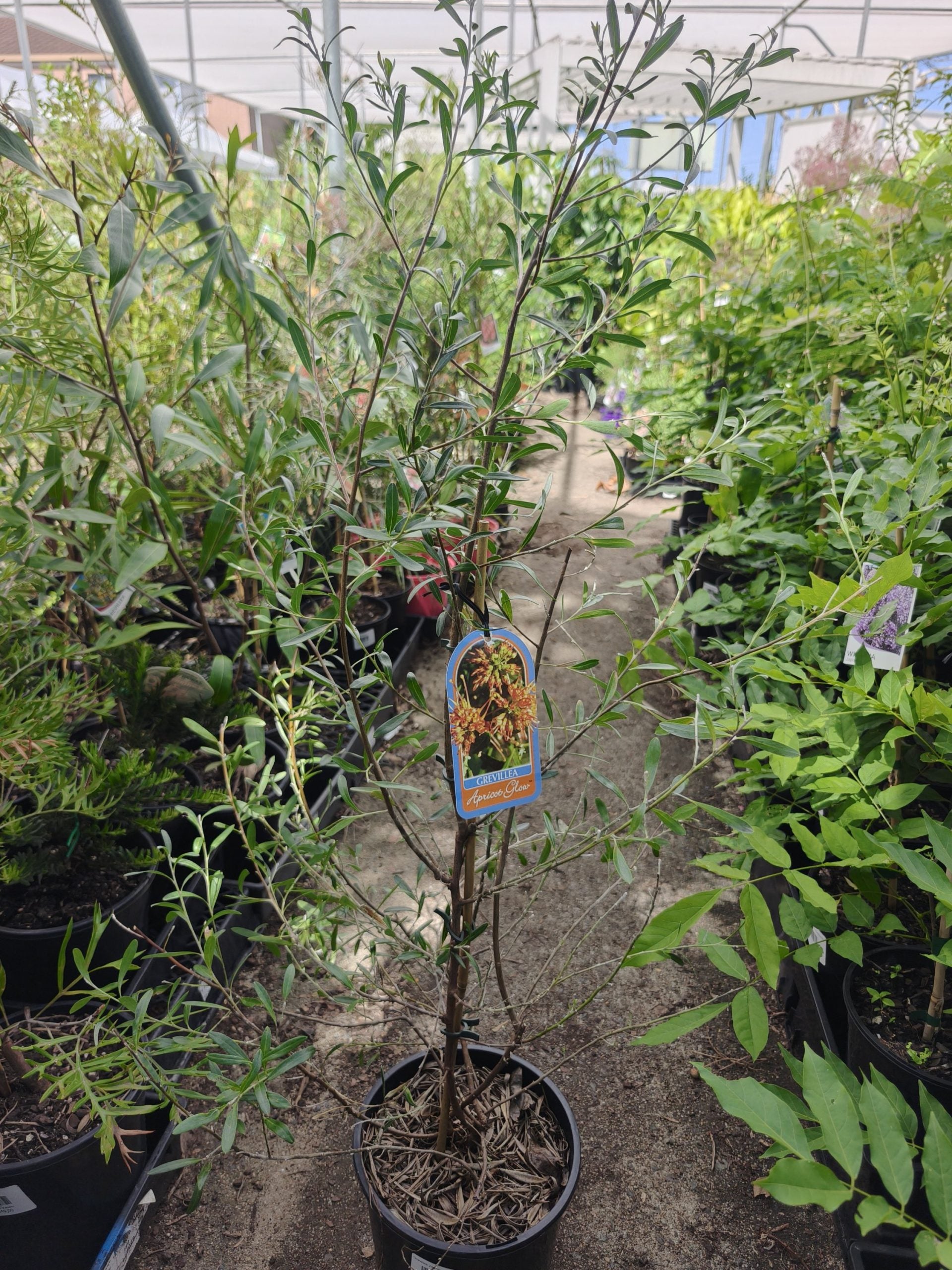 Grevillea 'Apricot Glow'