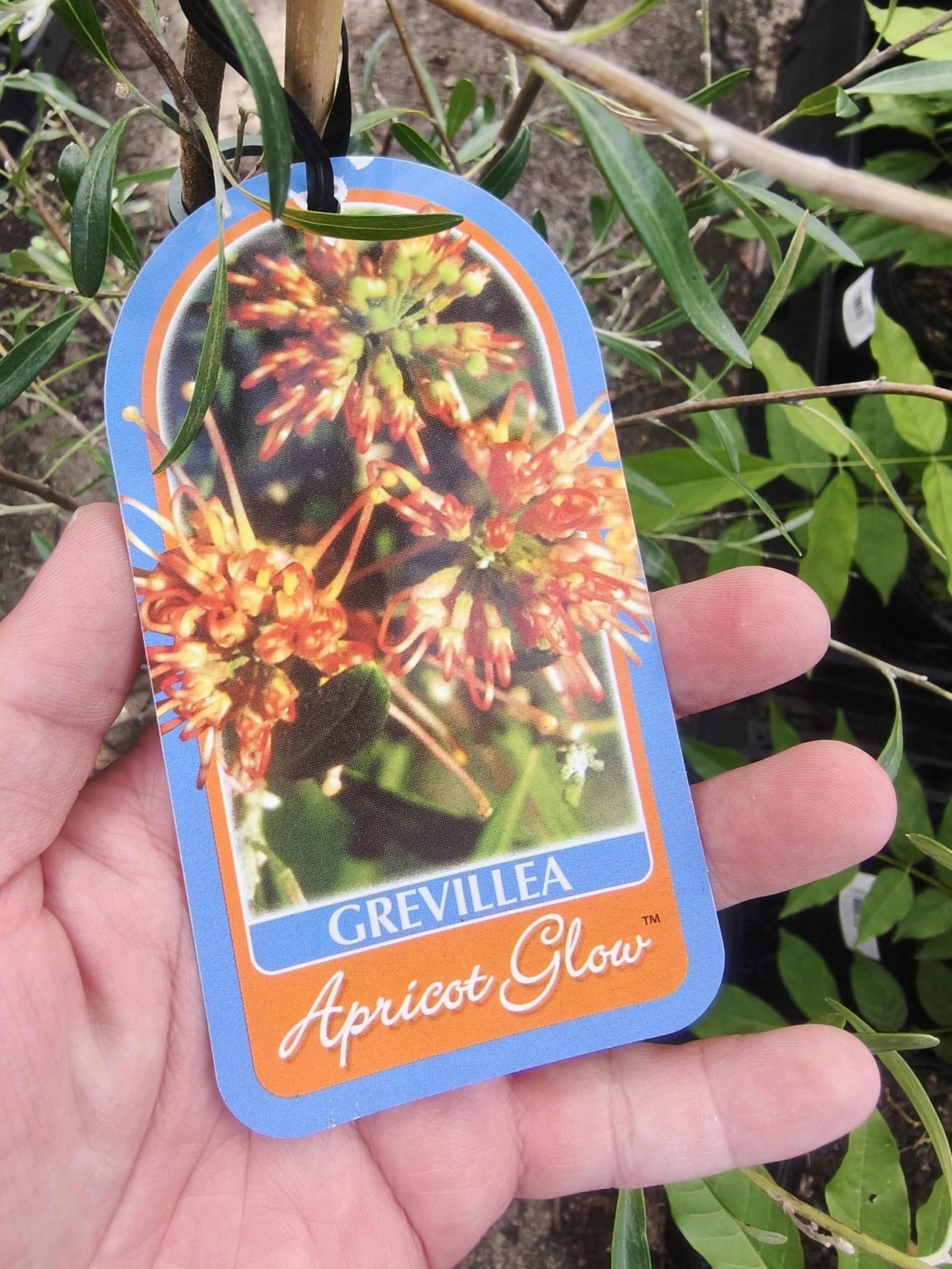 Grevillea 'Apricot Glow'