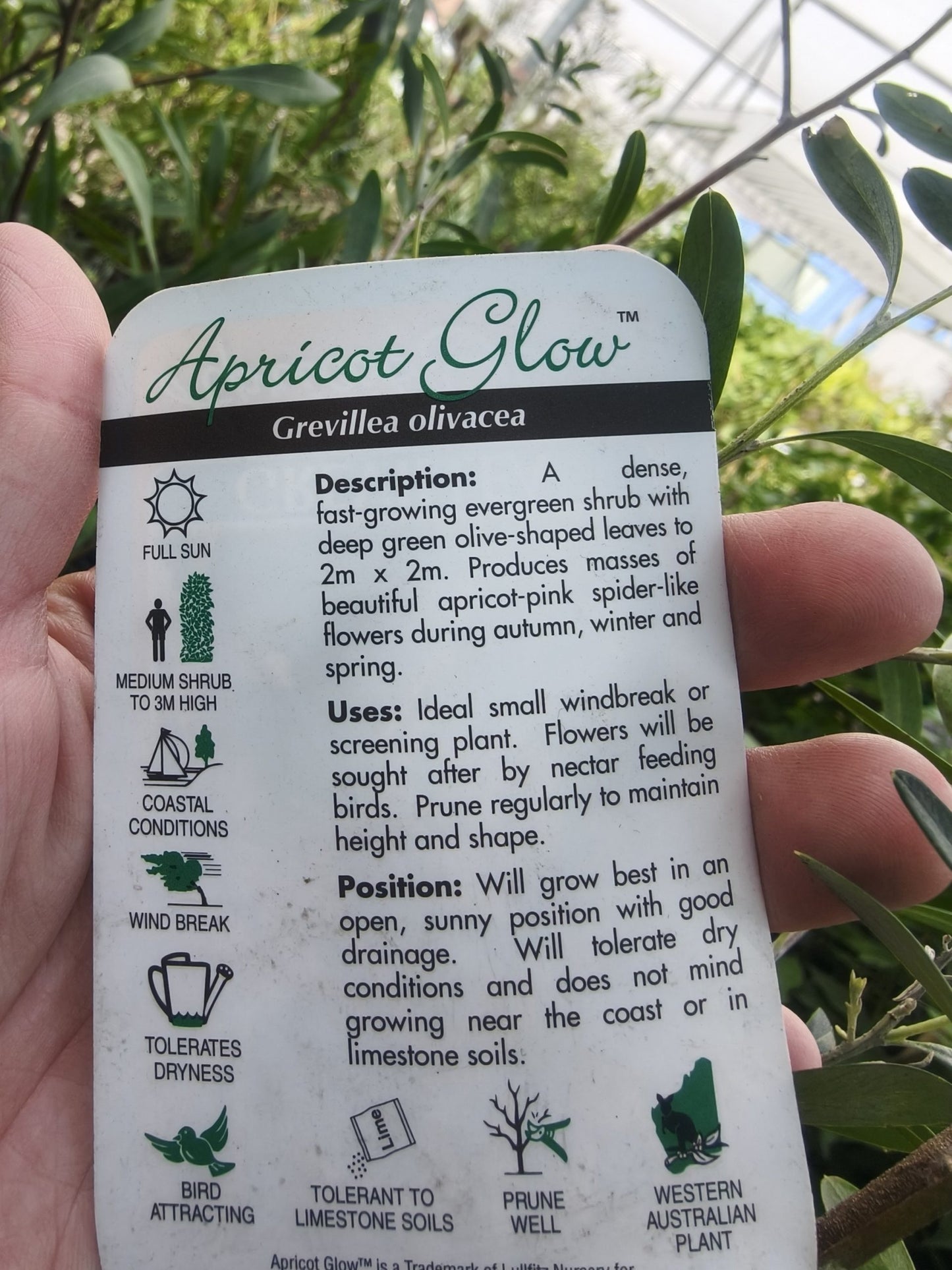 Grevillea 'Apricot Glow'