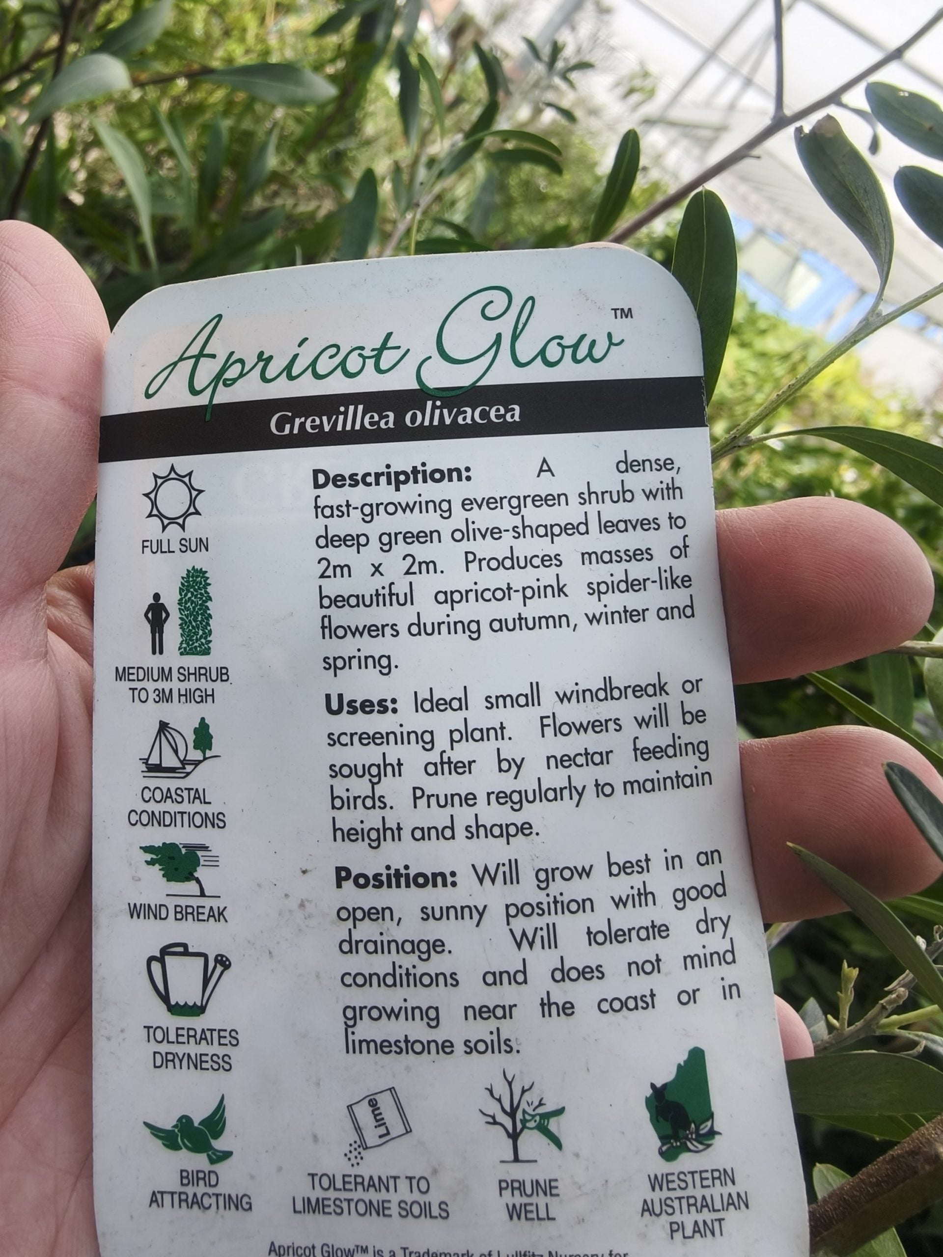 Grevillea 'Apricot Glow'