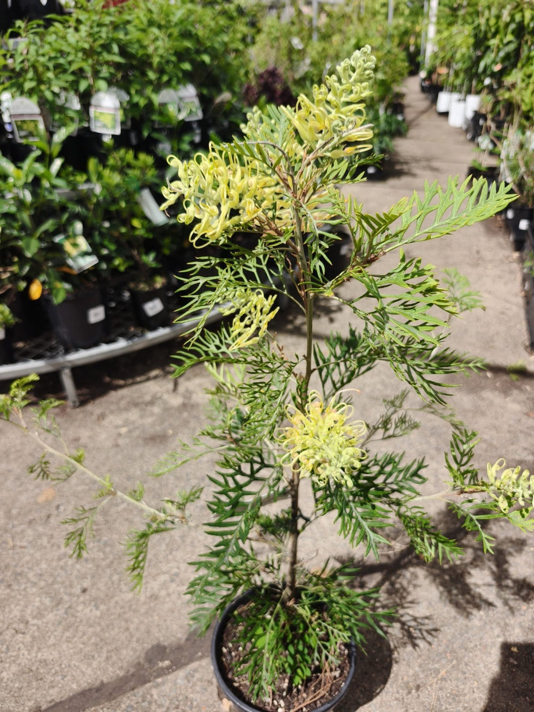Grevillea 'Peaches and Cream' - Ladybird Nursery