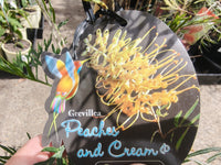 Grevillea 'Peaches and Cream'