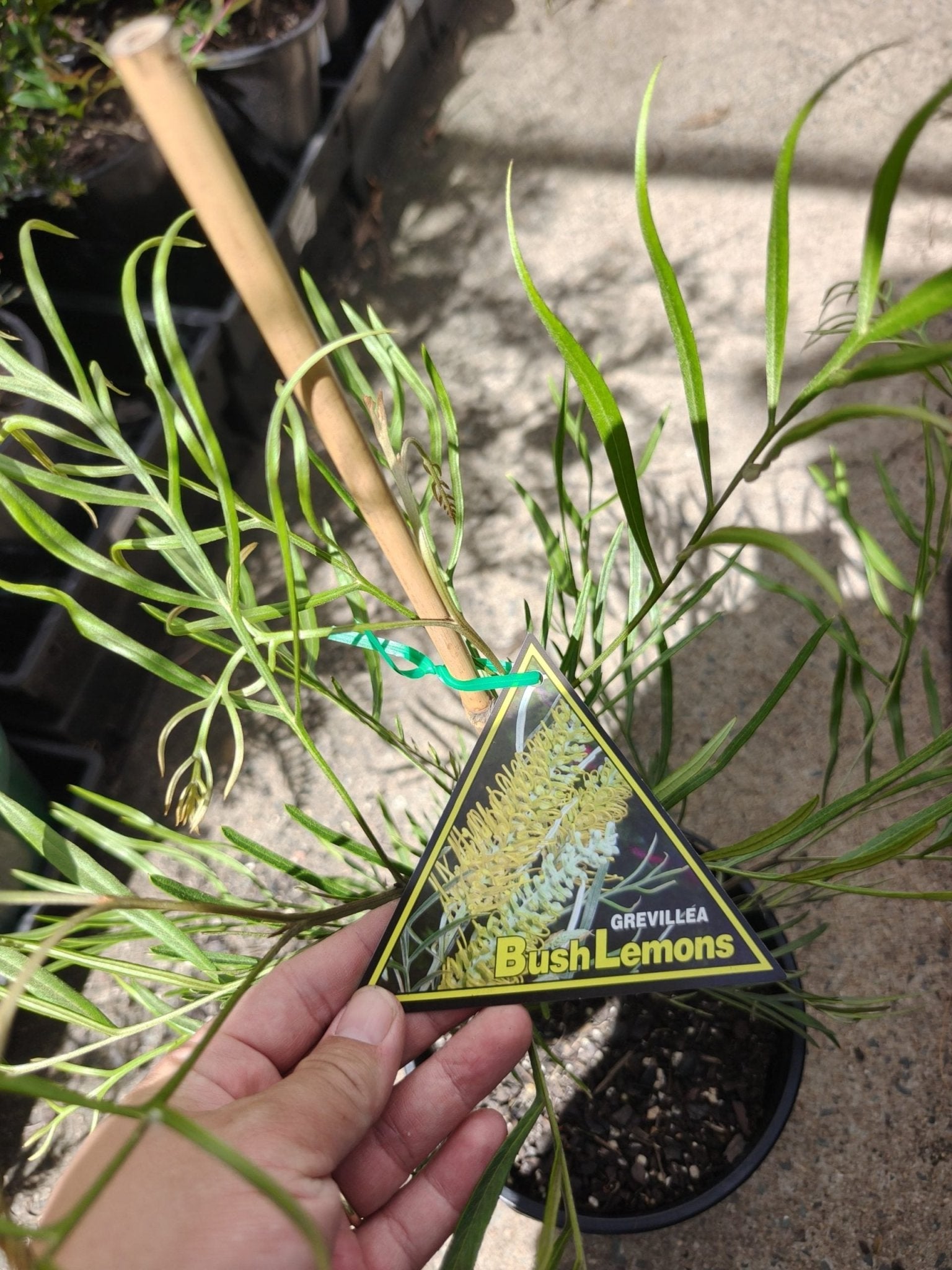 Grevillea Bush Lemons - Ladybird Nursery