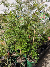 Grevillea 'Hookeriana' - Ladybird Nursery