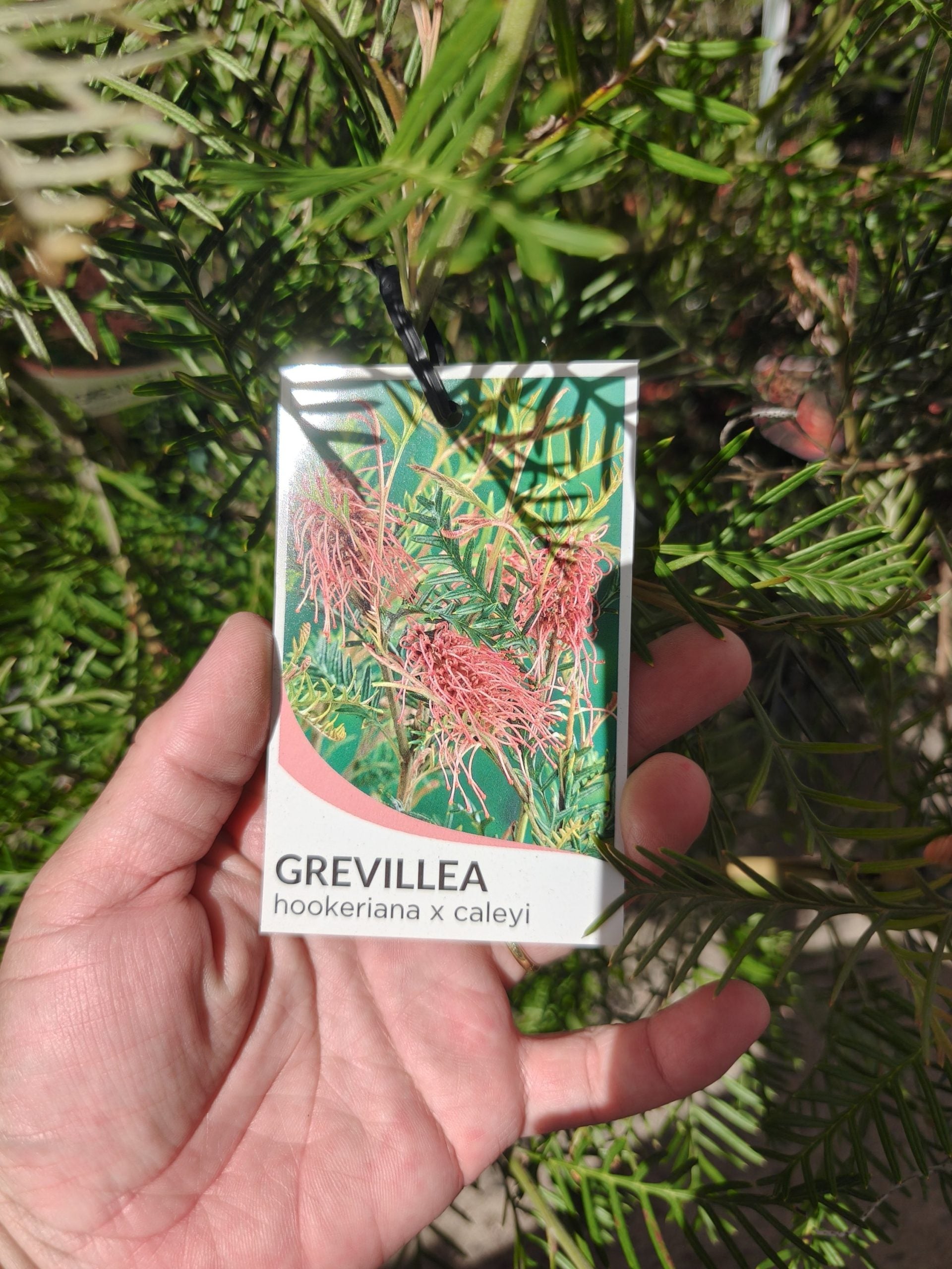 Grevillea 'Hookeriana'