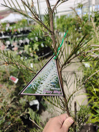 Grevillea 'Ivory Whip'