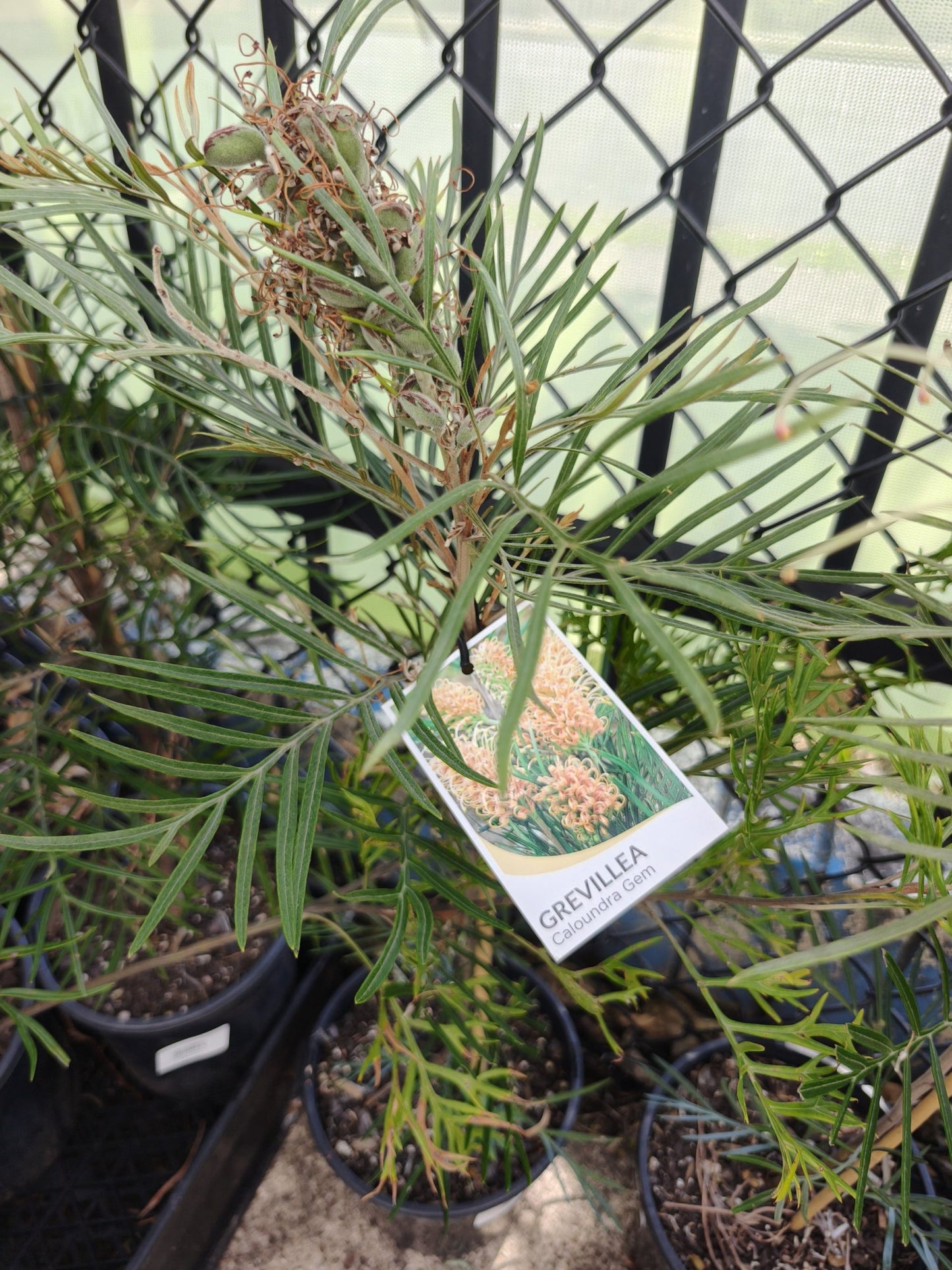 Grevillea Caloundra Gem