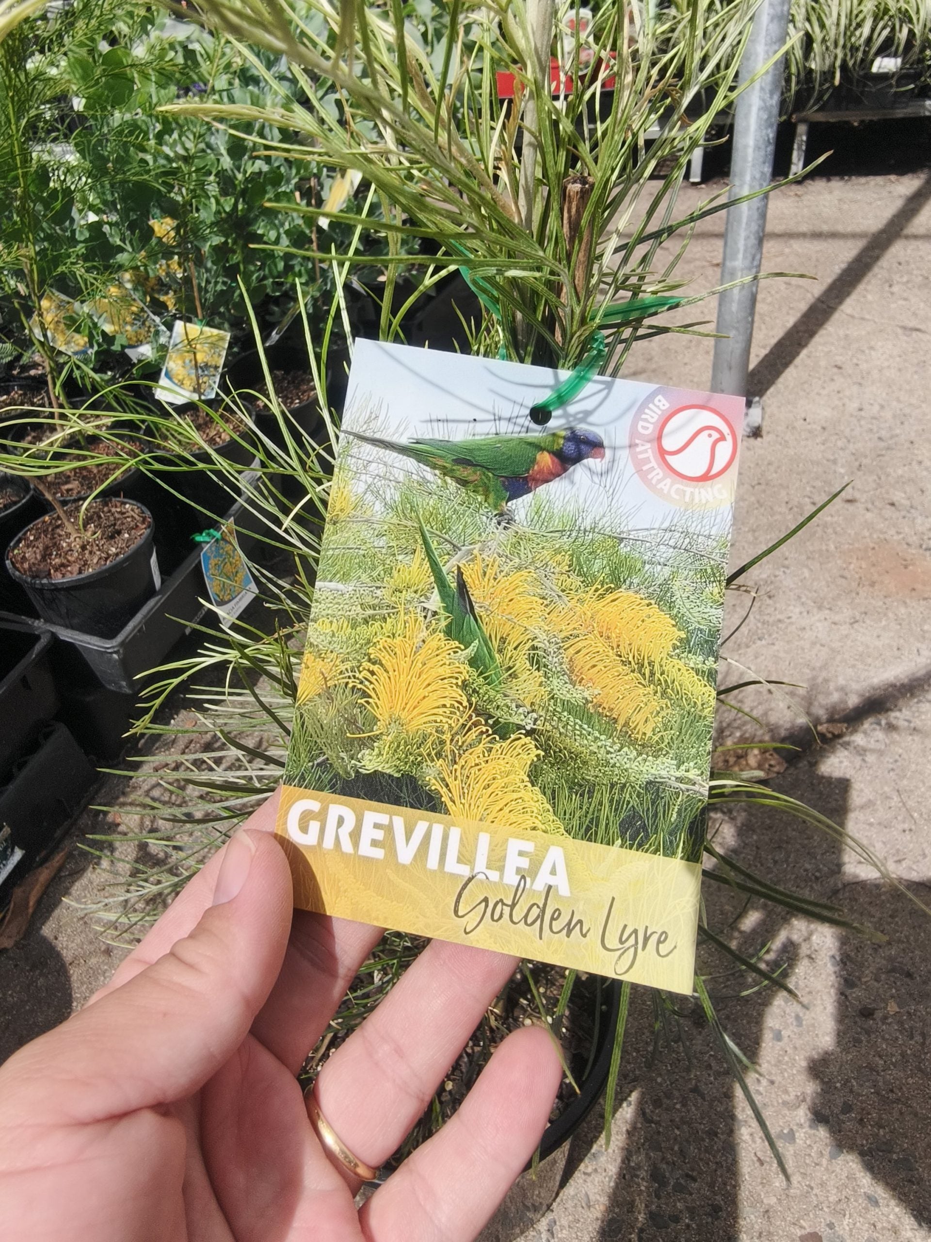 Grevillea 'Golden Lyre'