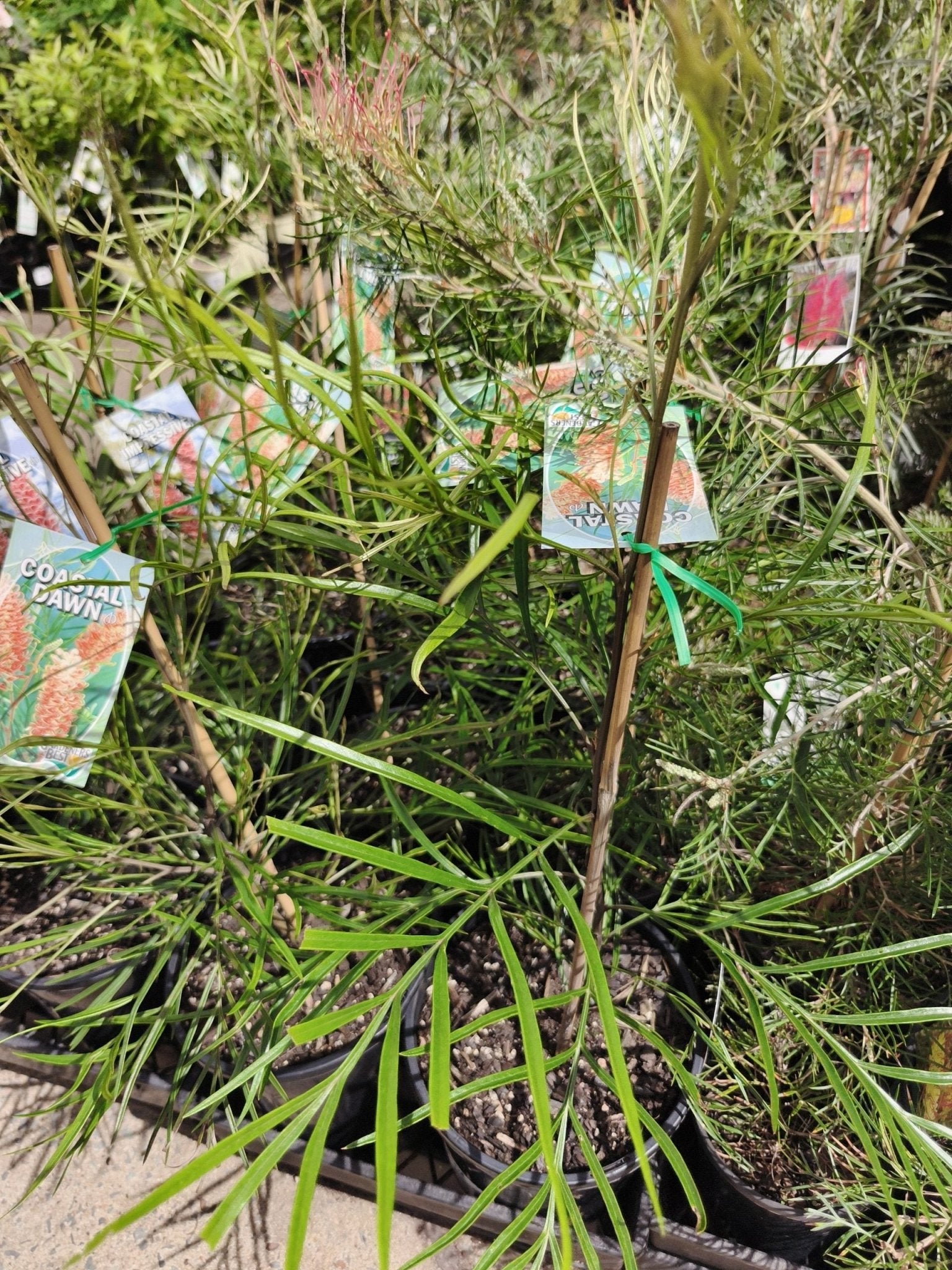 Grevillea Coastal Dawn - Ladybird Nursery