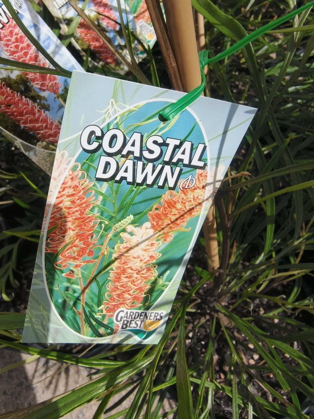 Grevillea Coastal Dawn - Ladybird Nursery