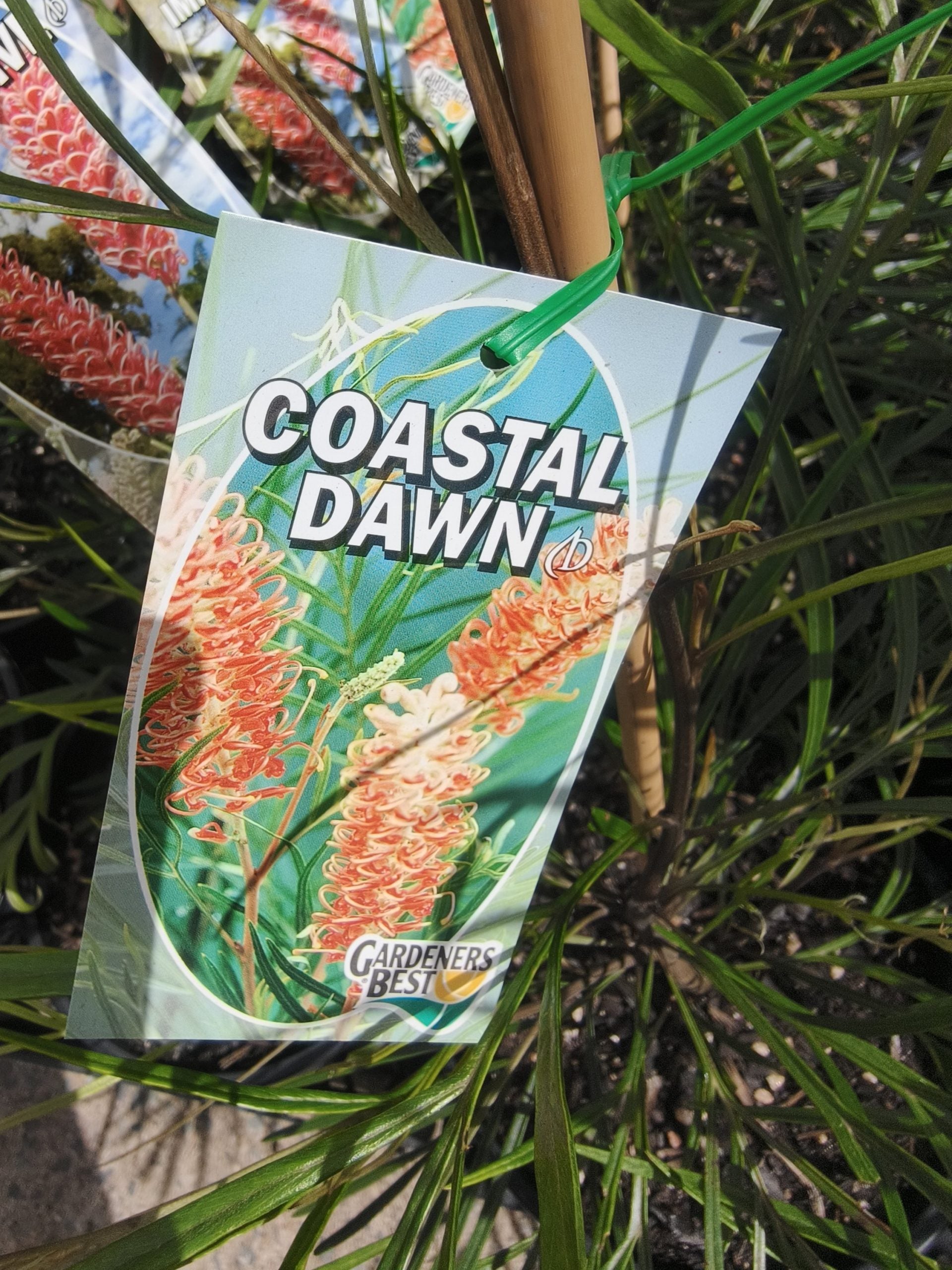 Grevillea Coastal Dawn