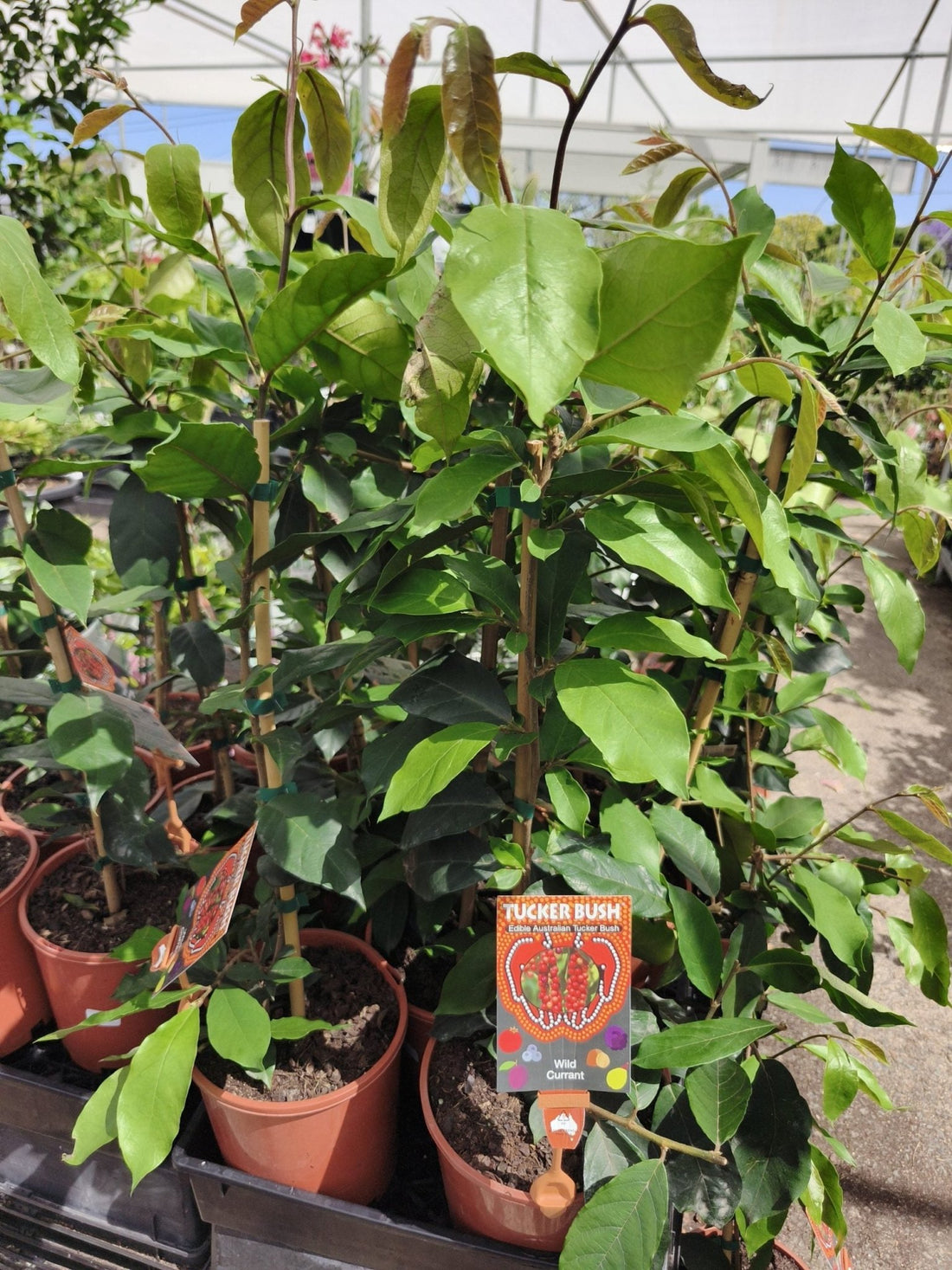 Wild Currant (Antidesma erostre) - Ladybird Nursery