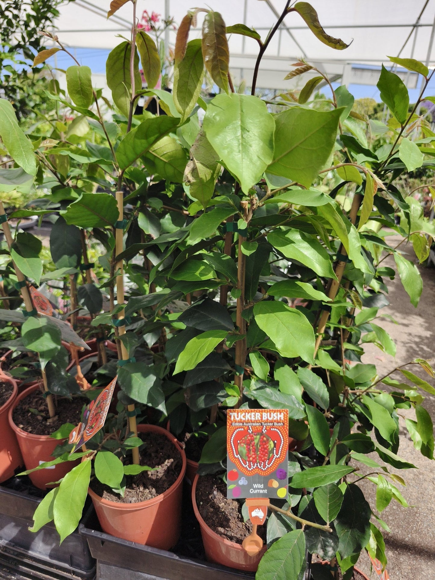 Wild Currant (Antidesma erostre)