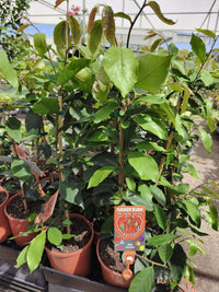 Wild Currant (Antidesma erostre)