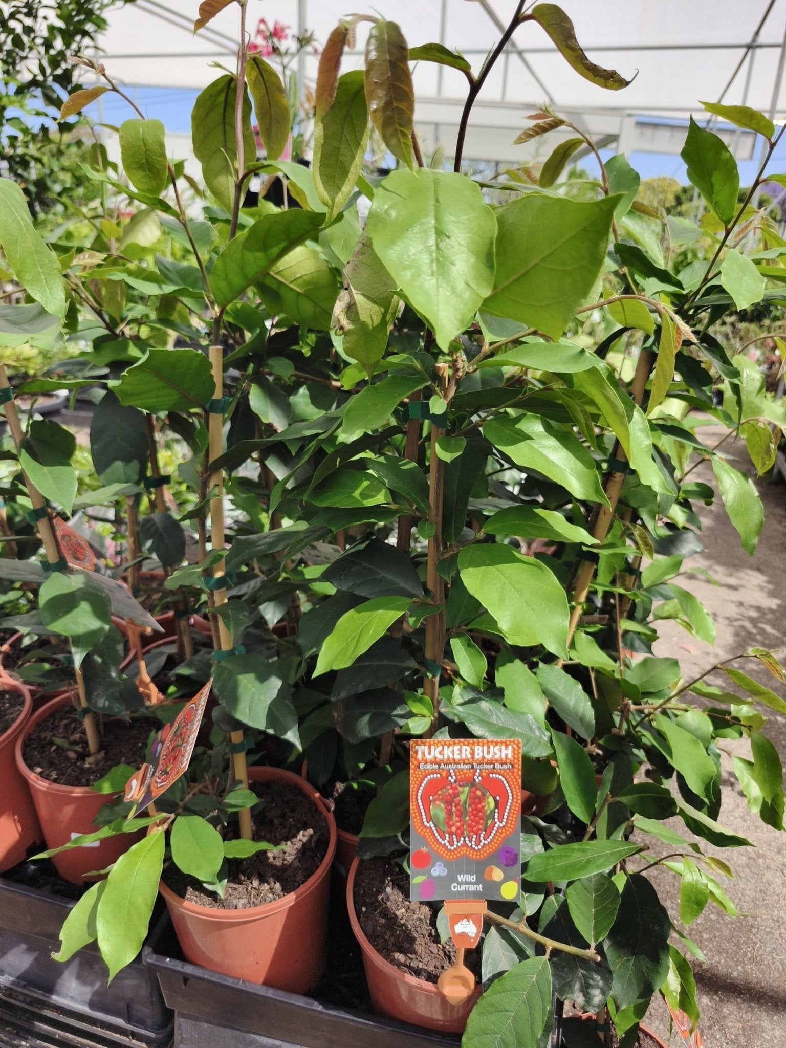 Wild Currant (Antidesma erostre) - Ladybird Nursery