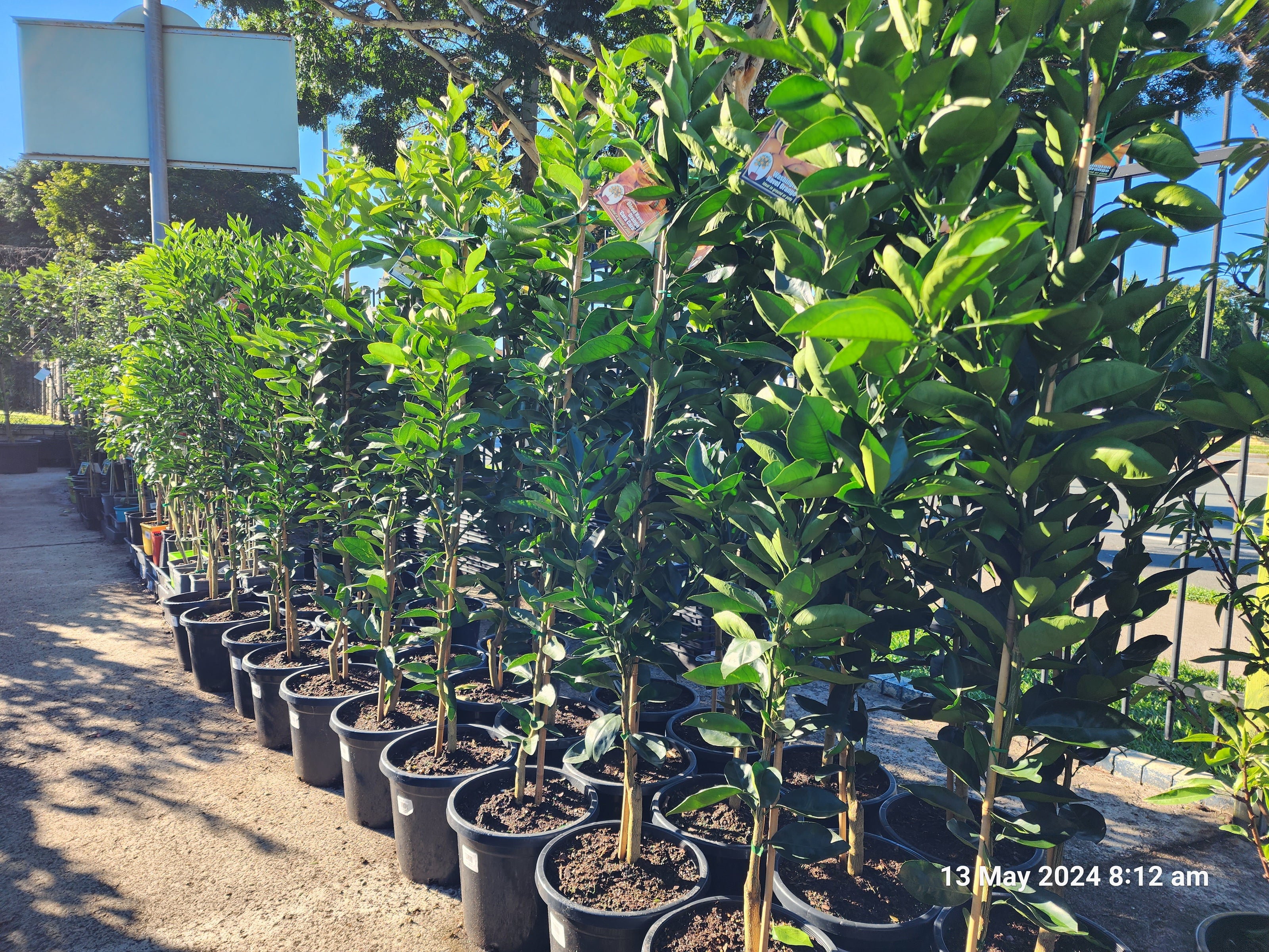 Row of young citrus trees with glossy green leaves growing in black nursery pots outdoors in morning sunlight